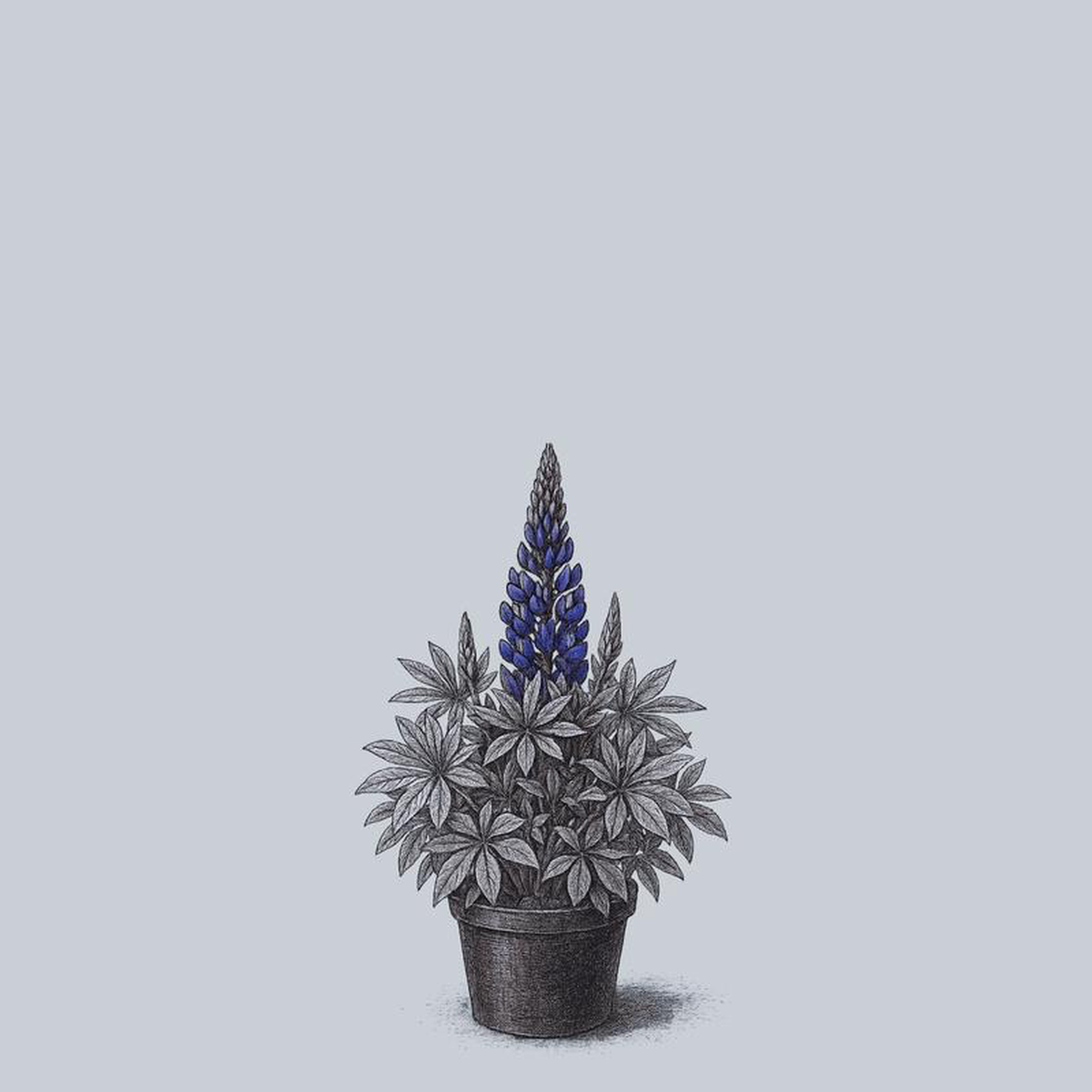 Gallery Blue Lupine 1 Gallon