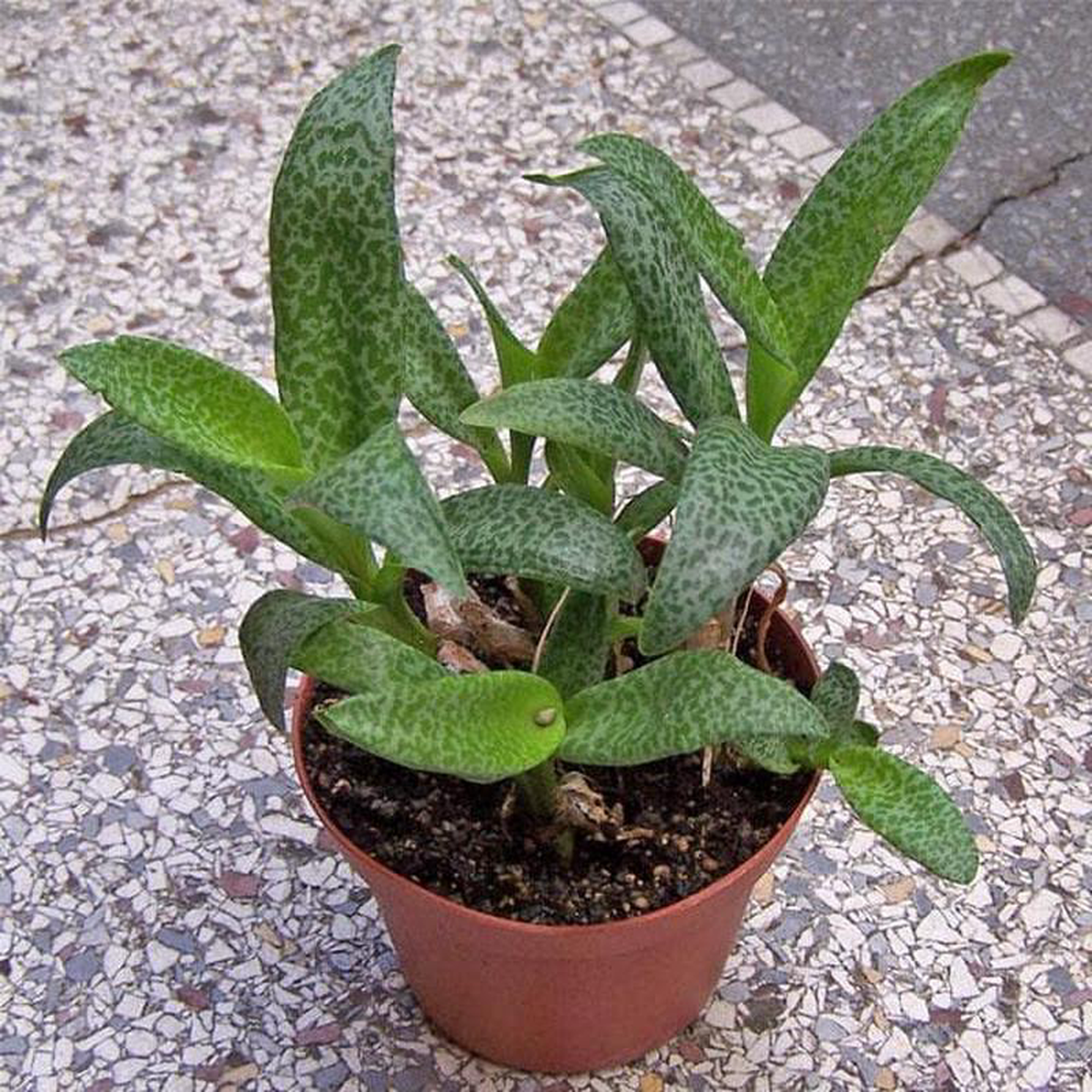 Silver Squill Ledebouria socialis 8211 Plant