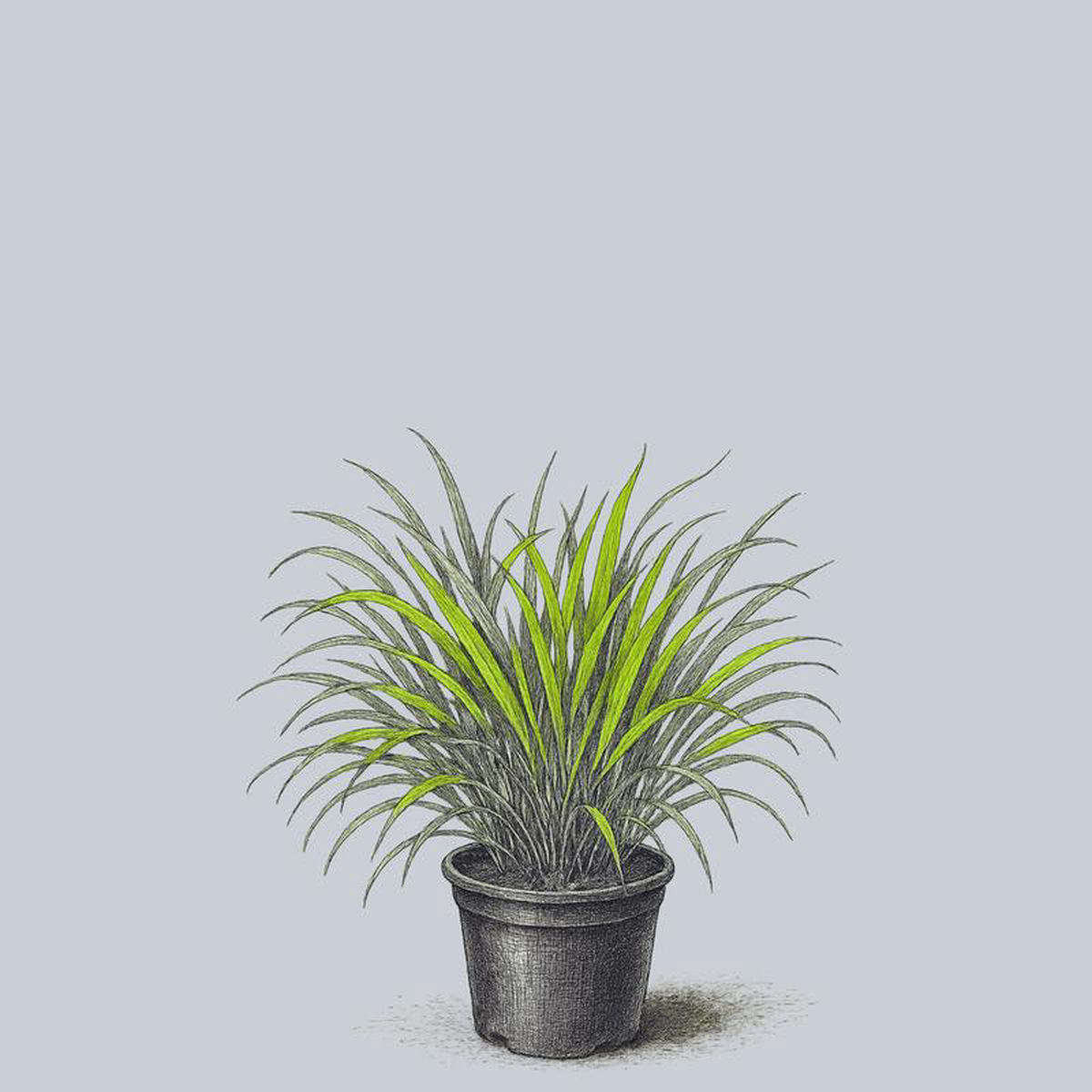 Beni Kaze Japanese Forest Grass 1 Gallon
