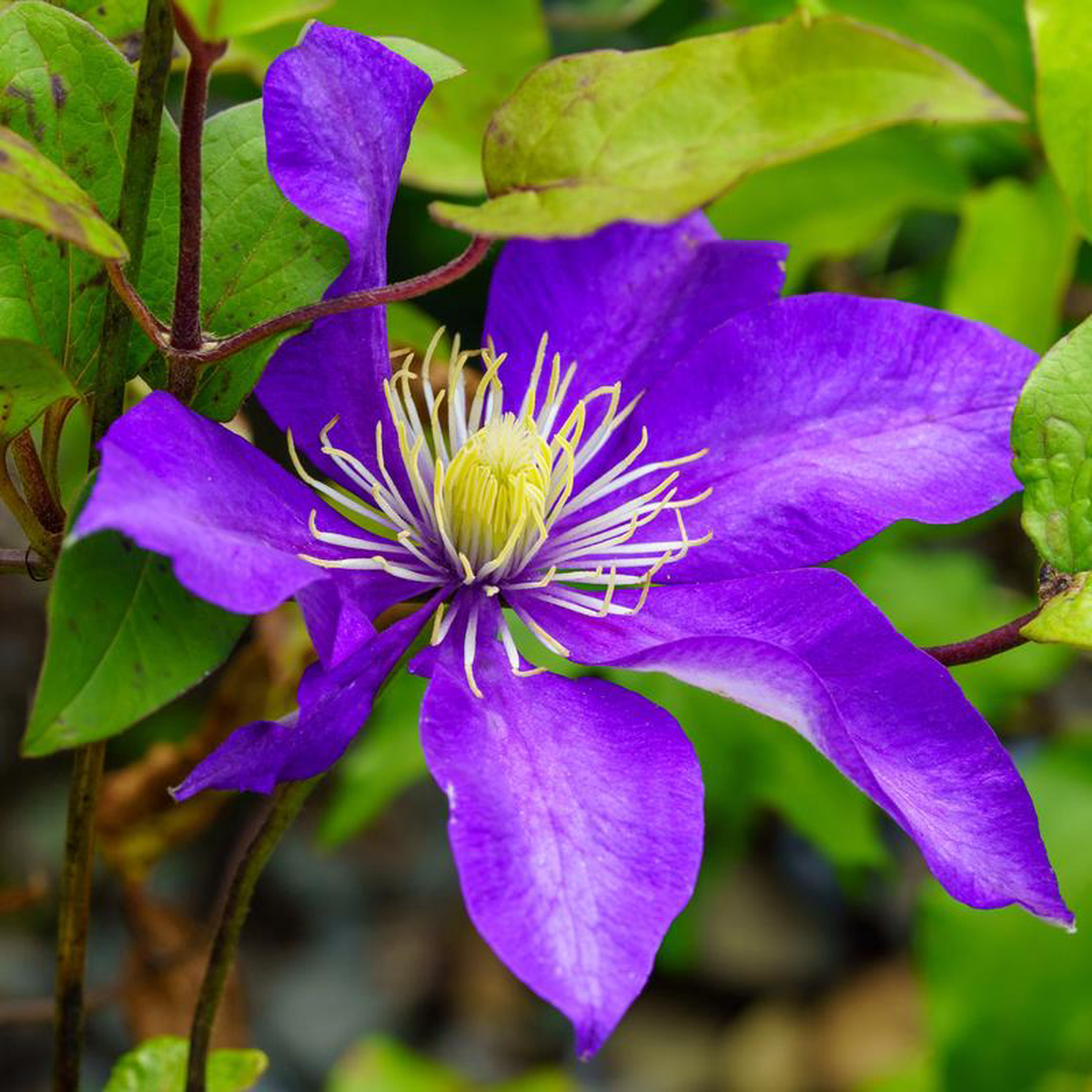 Daniel Deronda Clematis 2 Gallon