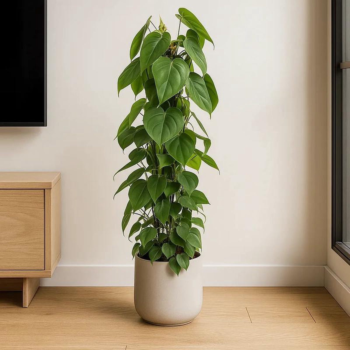 Philodendron Scandens Pothos House Plant 100 8211 120cm Pot 28cm Pot (Hanging)