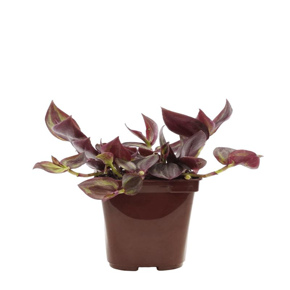 Tradescantia zebrina 8216Purpurea8217 2 Inch