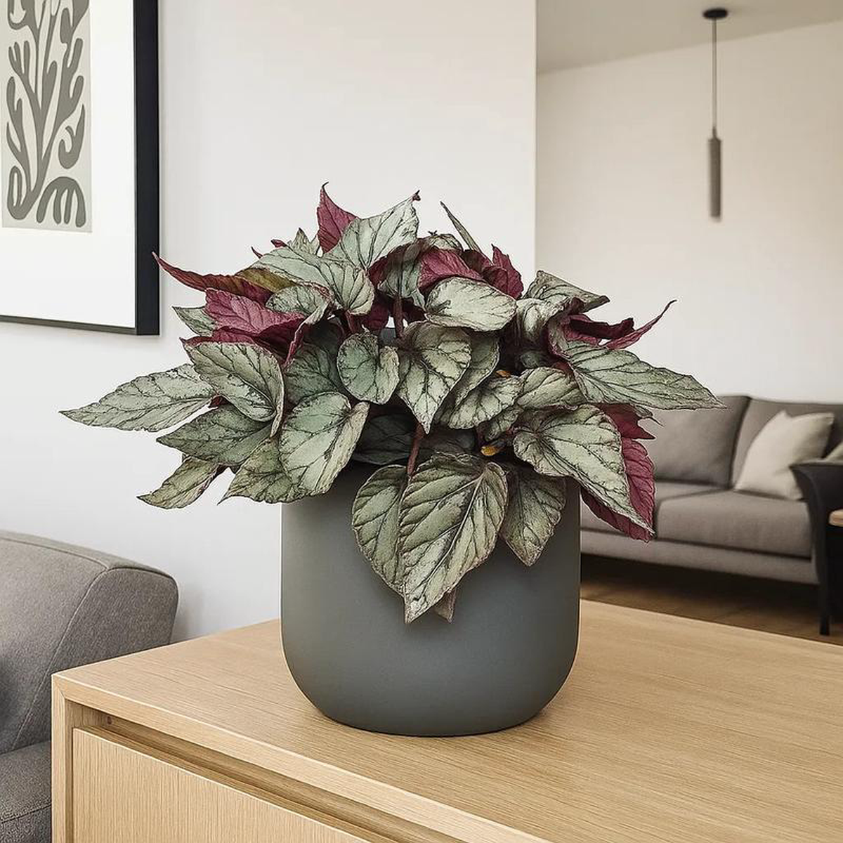 30 8211 40cm Begonia Beleaf Arctic Breeze 17cm Pot House Plant