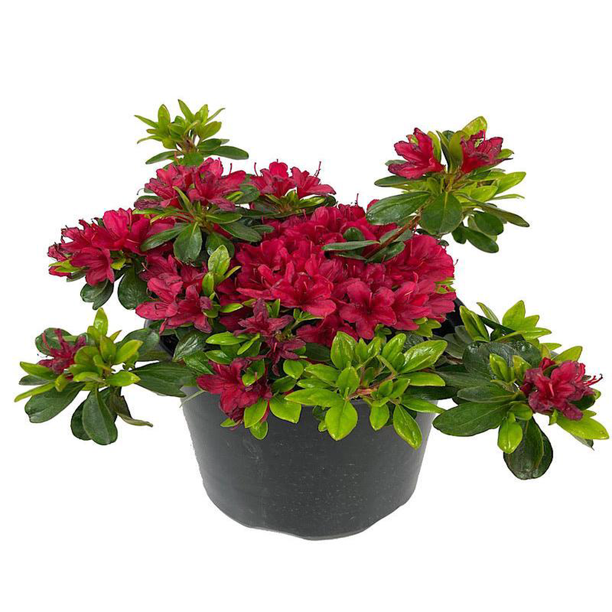 Azalea 8216Hino Crimson8217 2 Gallon