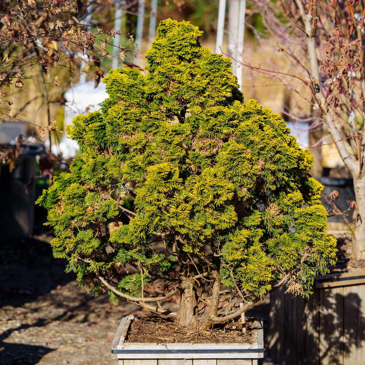 Golden Dwarf Hinoki Cypress 3 Gallon