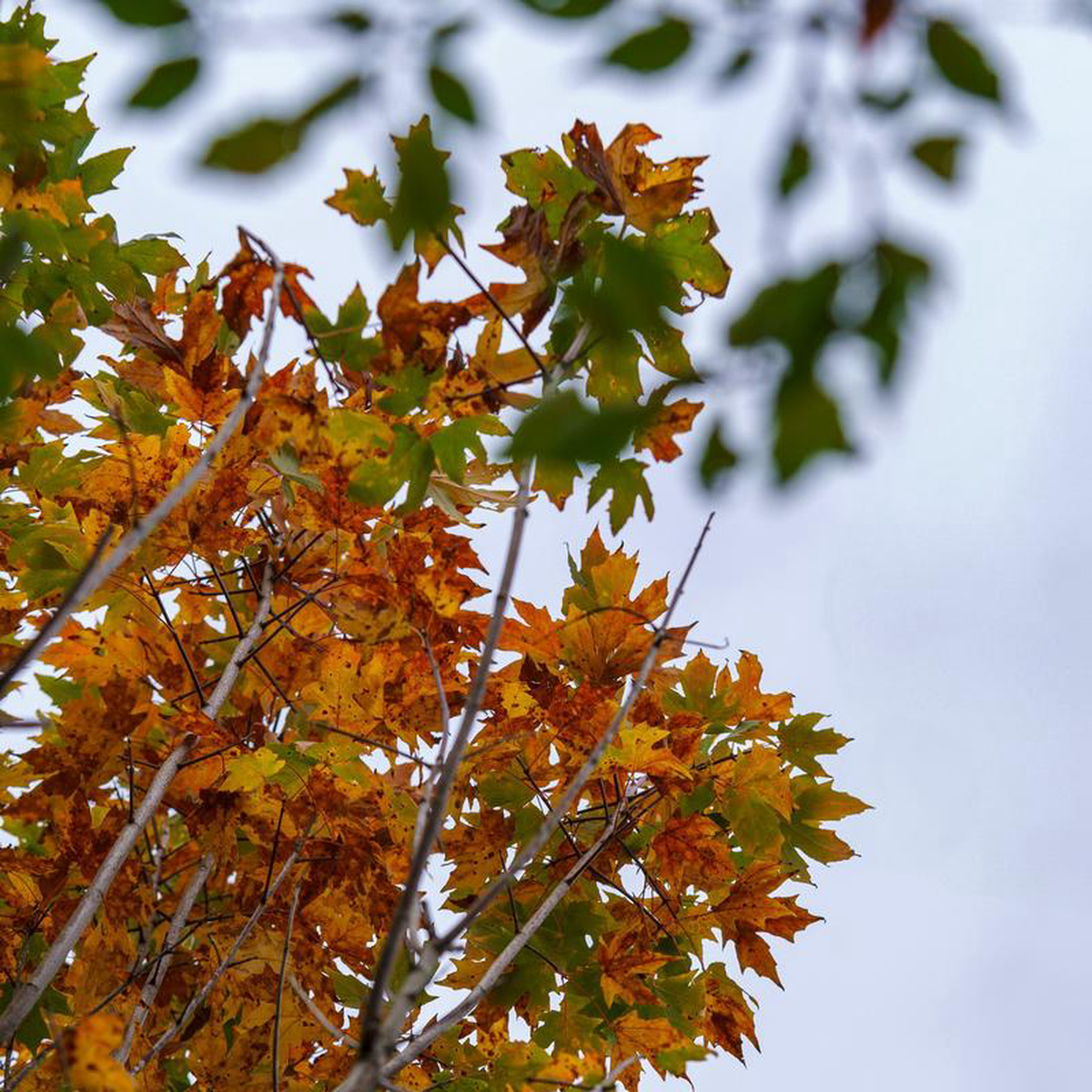 Legacy Sugar Maple 4 inch B038B