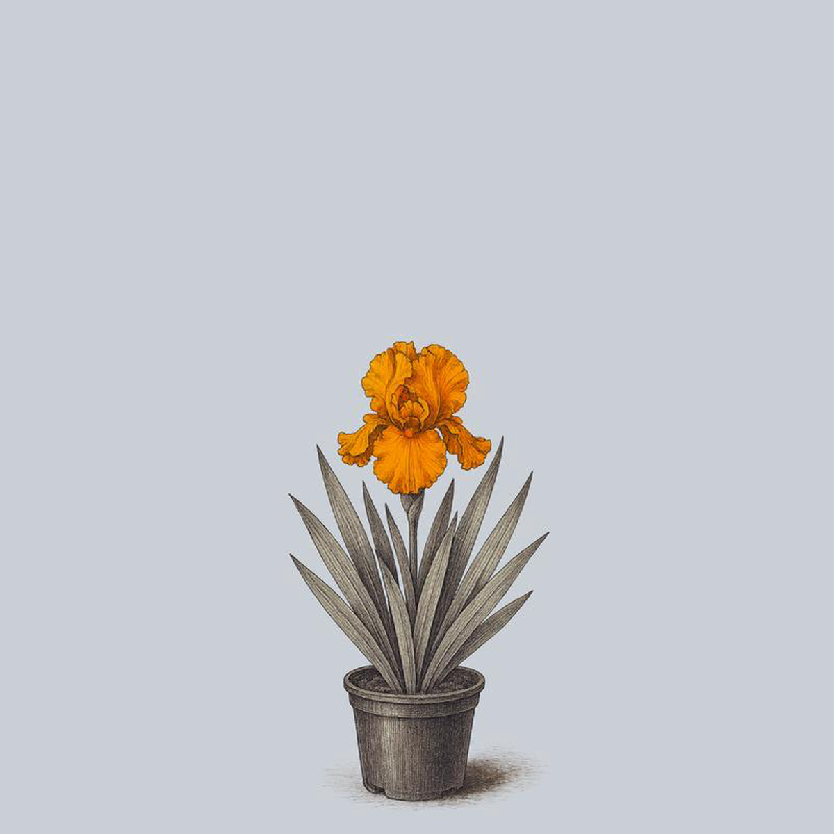 Savannah Sunset Bearded Iris 1 Gallon