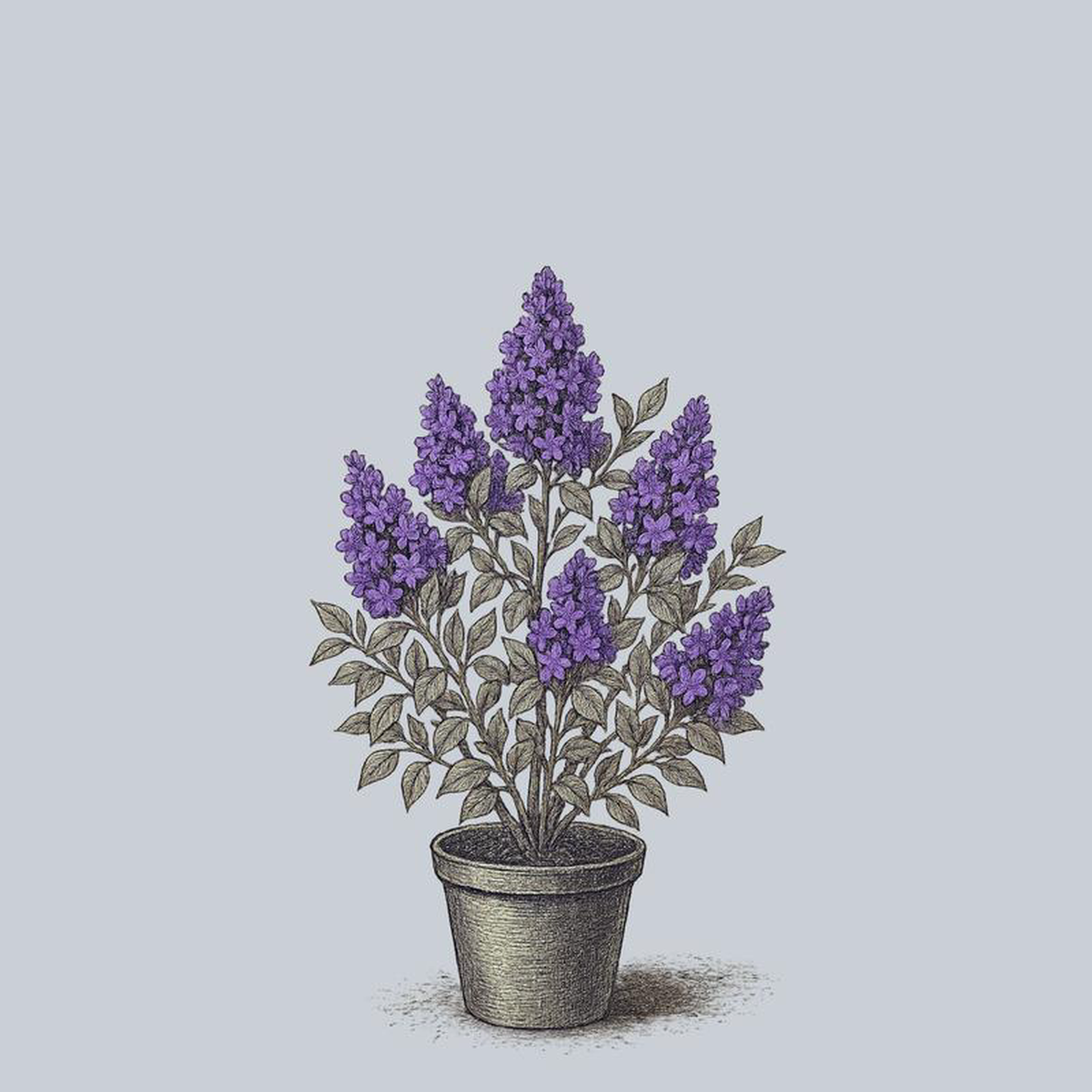 Wedgewood Blue Lilac 2 foot B038B