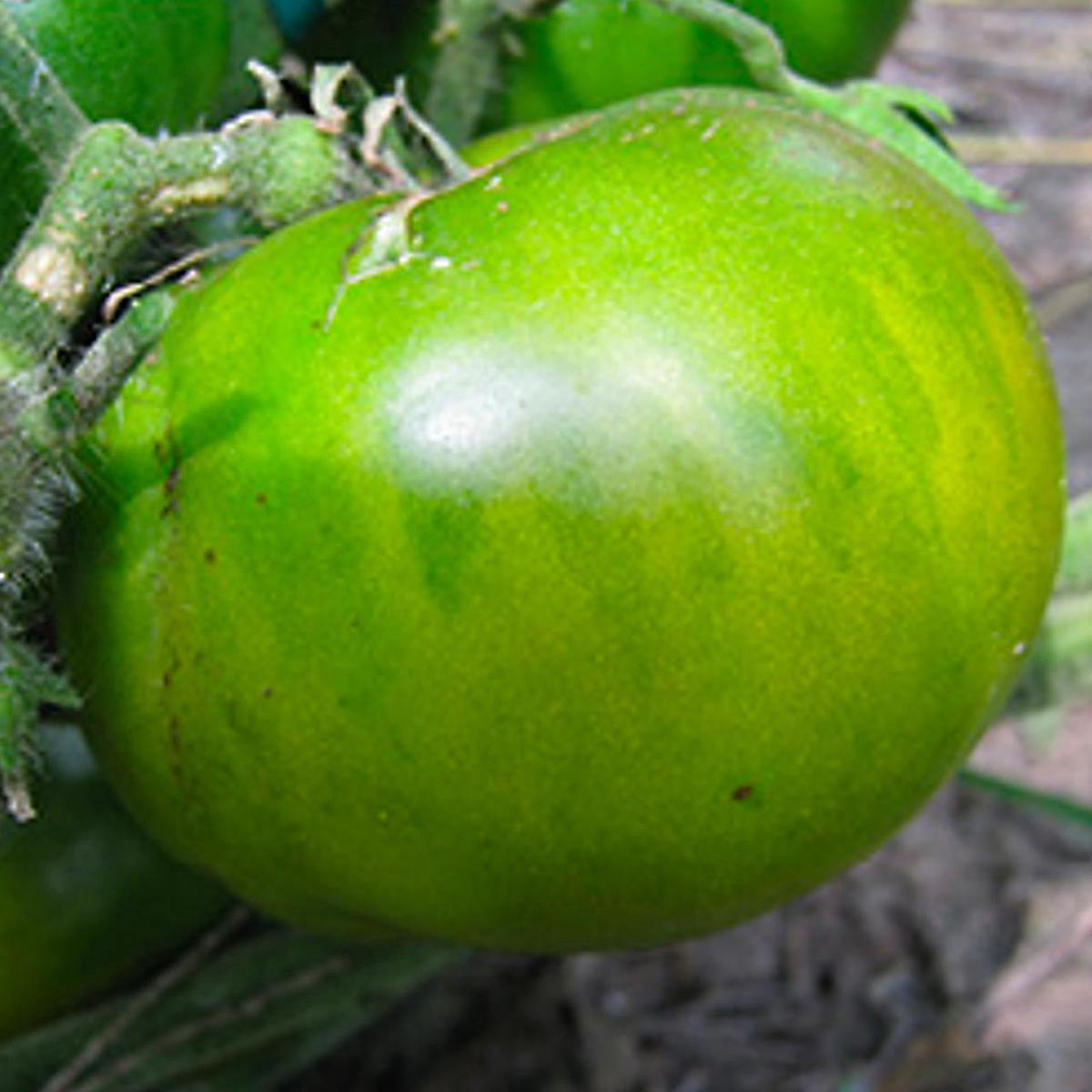 Aunt Rubys Green Tomato (Solanum lycopersicum)