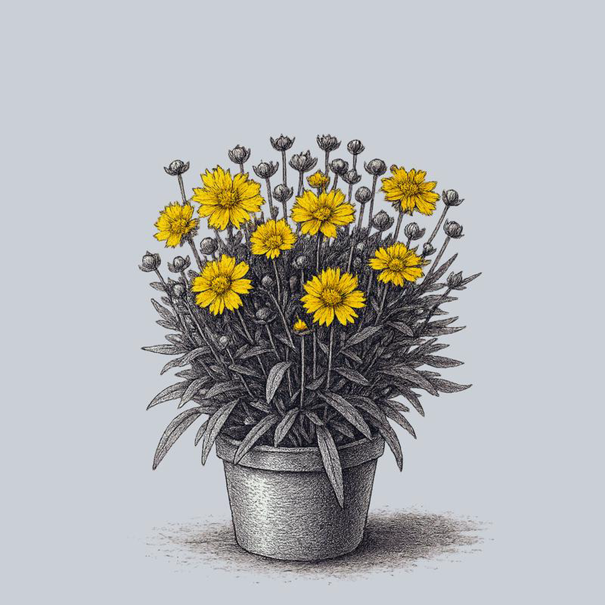 Double the Sun Coreopsis 1 Gallon