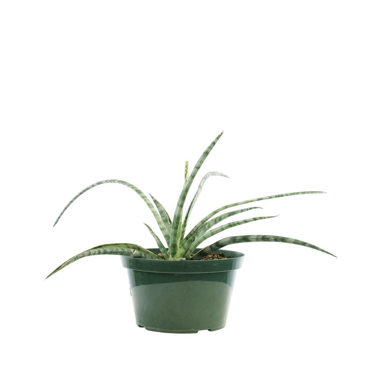 Sansevieria trifasciata 8216Silver Steel8217 4 Inch