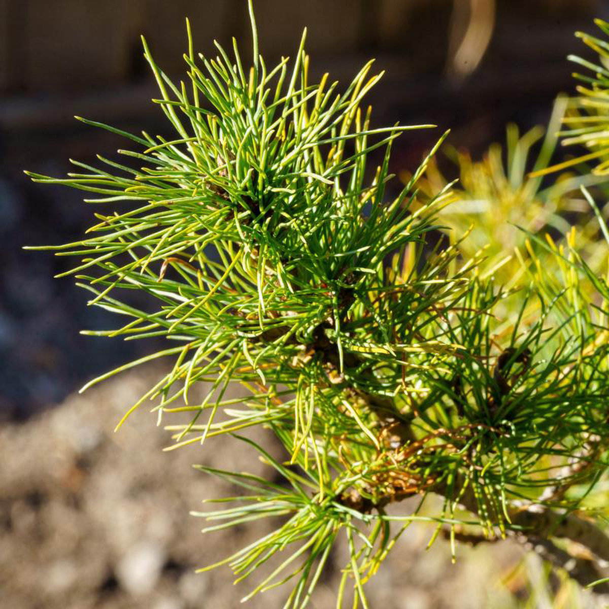 Diggy Eastern White Pine 3 Gallon