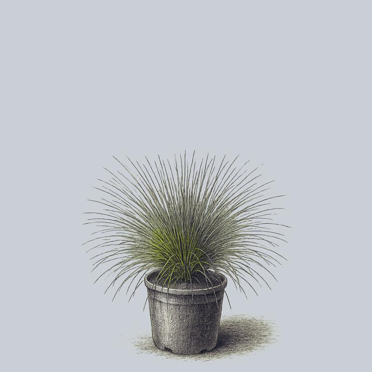 Fiber Optic Grass 4 inch Pot