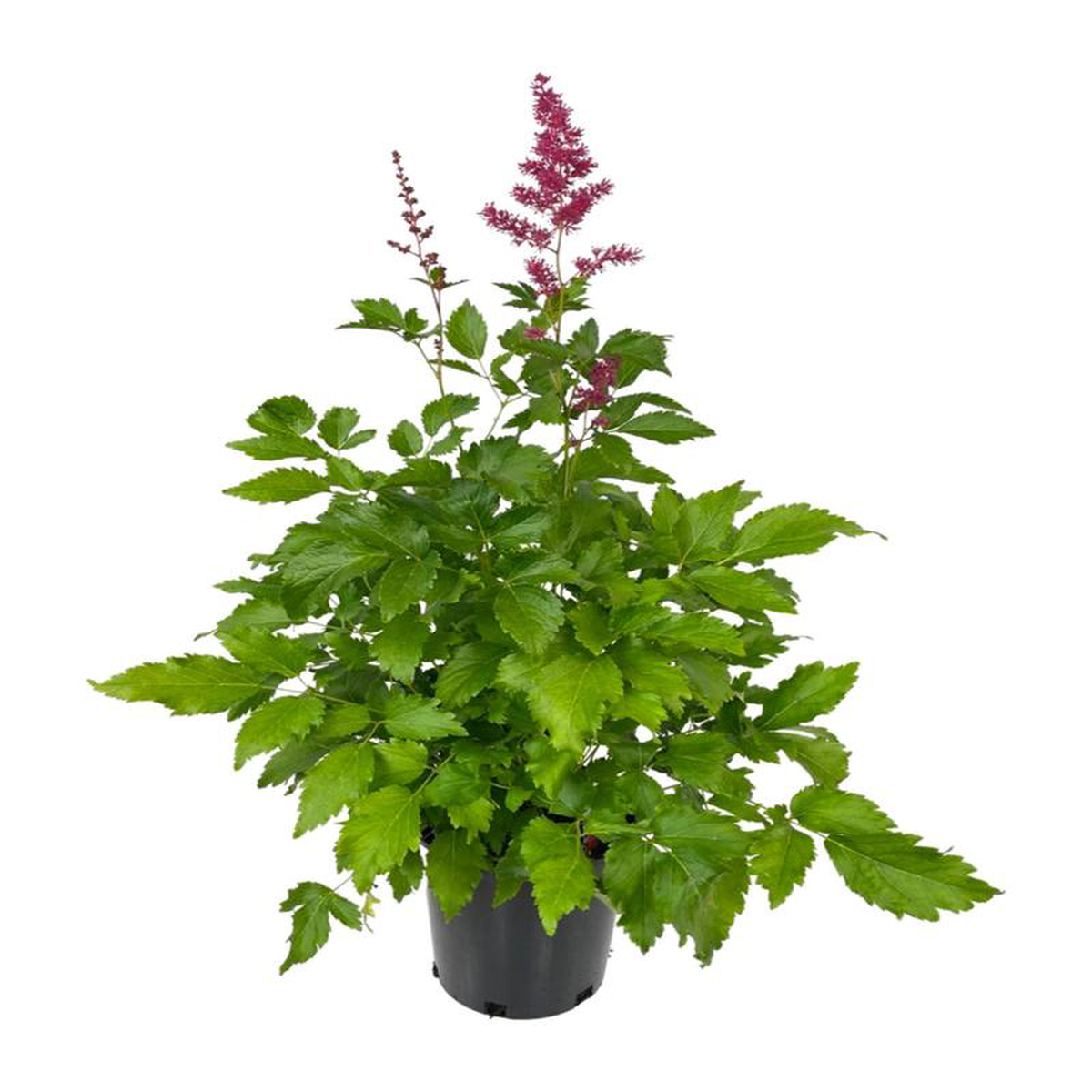Astilbe 8216Younique Ruby Red8217 1 Gallon