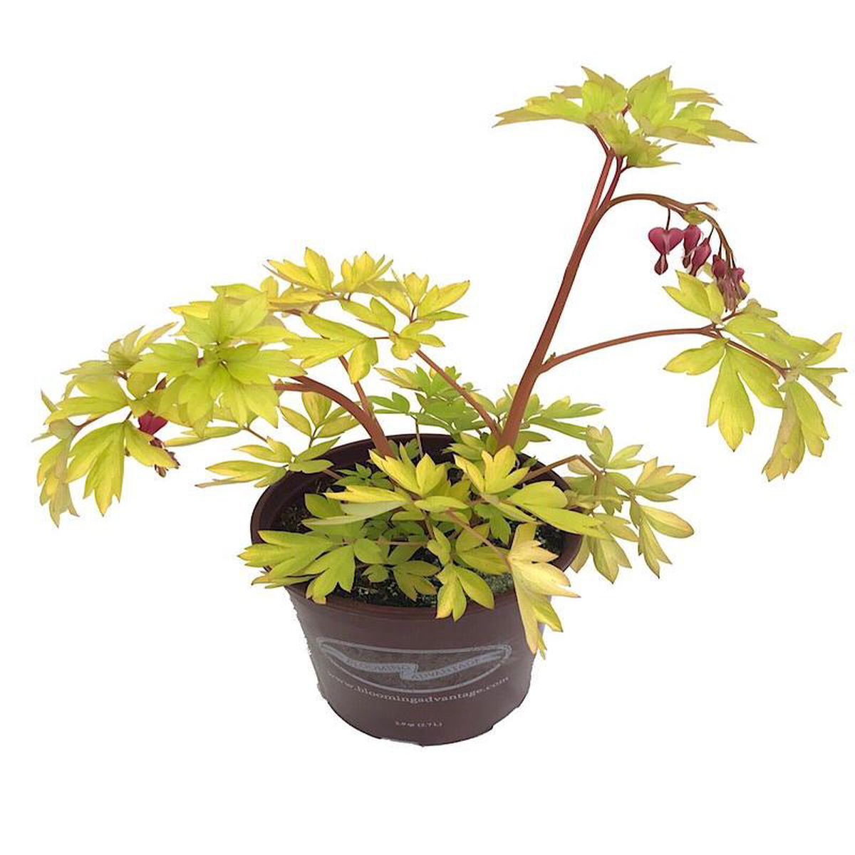 Dicentra 8216Gold Heart8217 1 Gallon