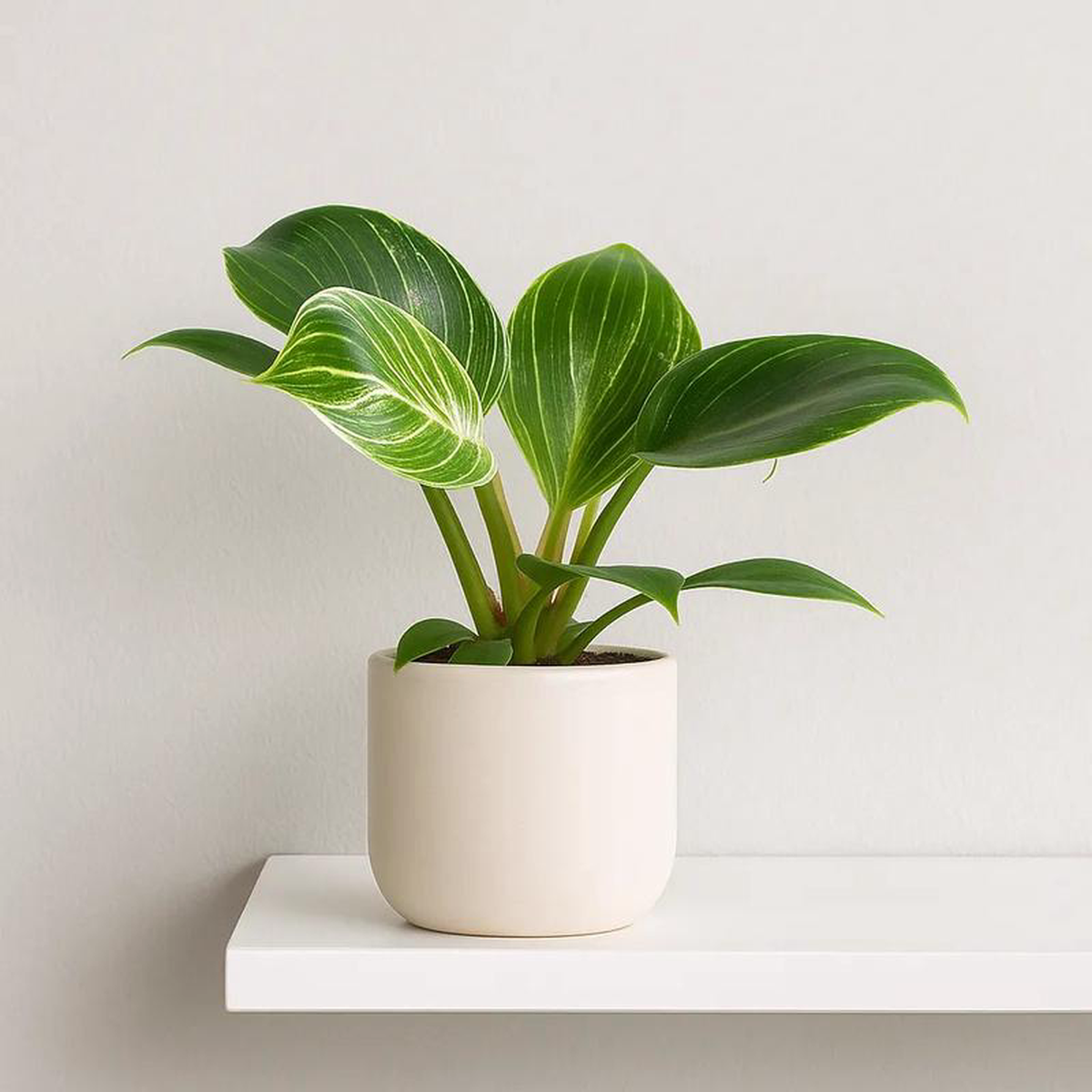 Philodendron Birkin House Plant 6cm Plug