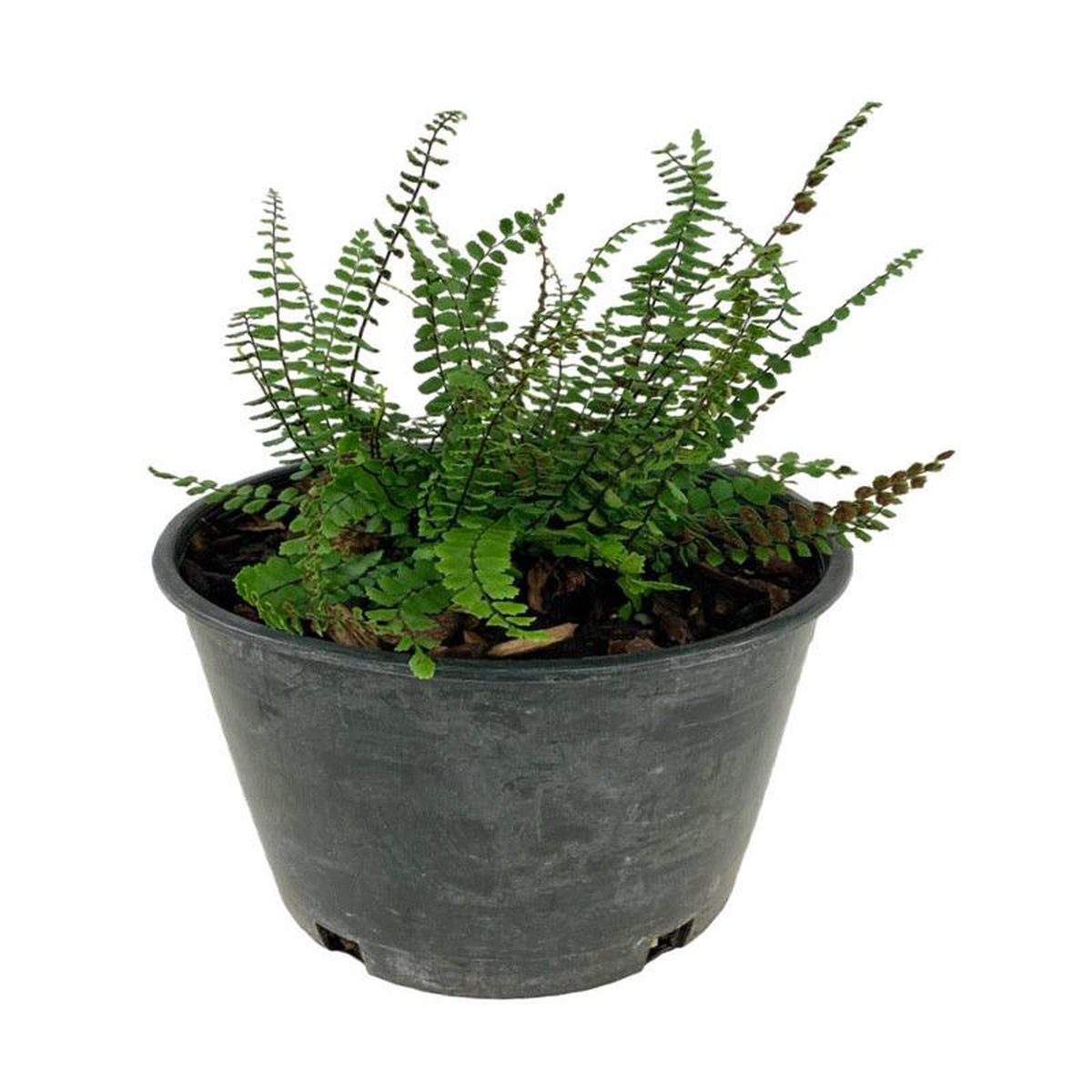 Asplenium trichomanes Quart