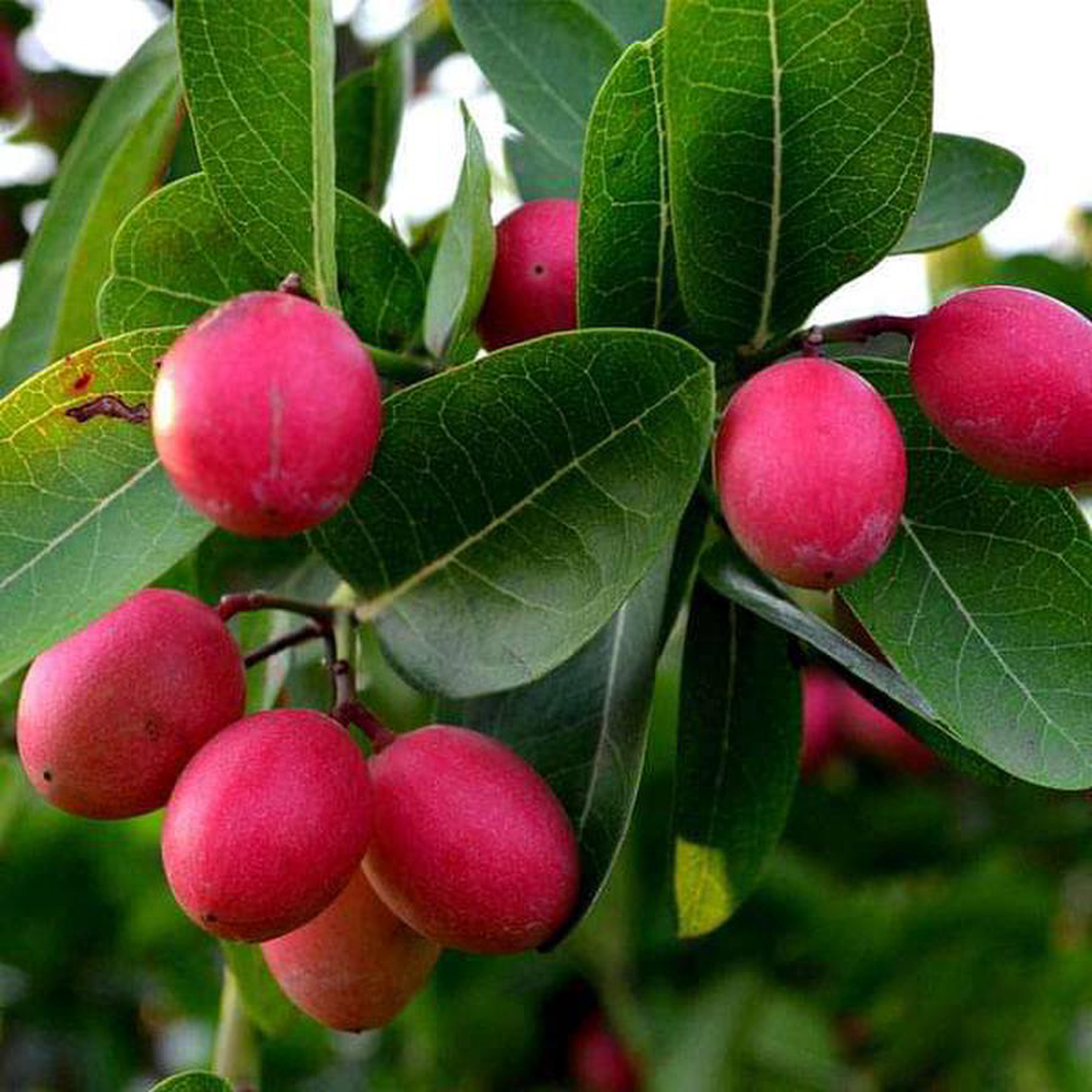 Carissa Carandas Koromcha Karonda 8211 05 kg Seeds