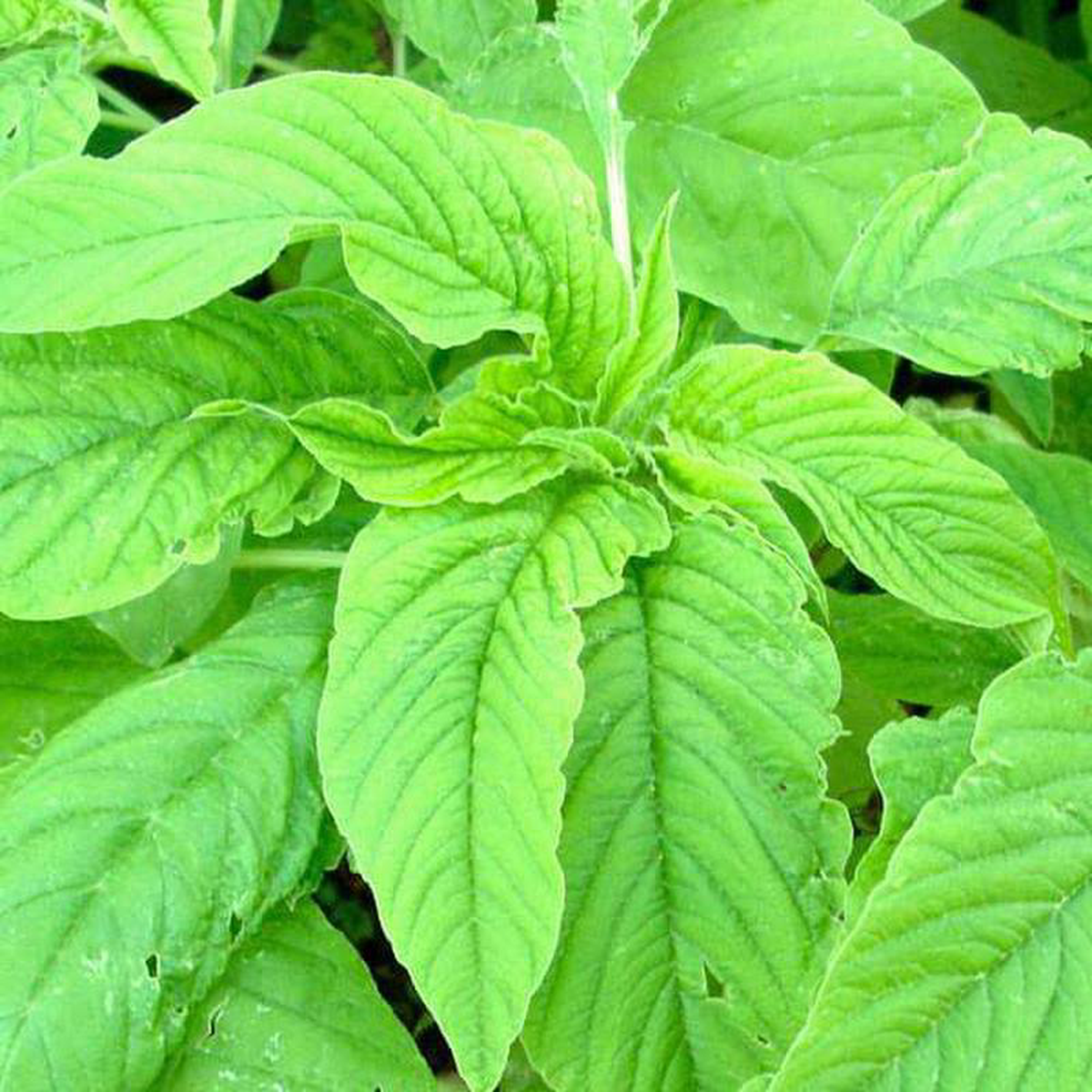 Choulai Green Edible Amaranthus Green Edible 8211 Desi Vegetable Seeds