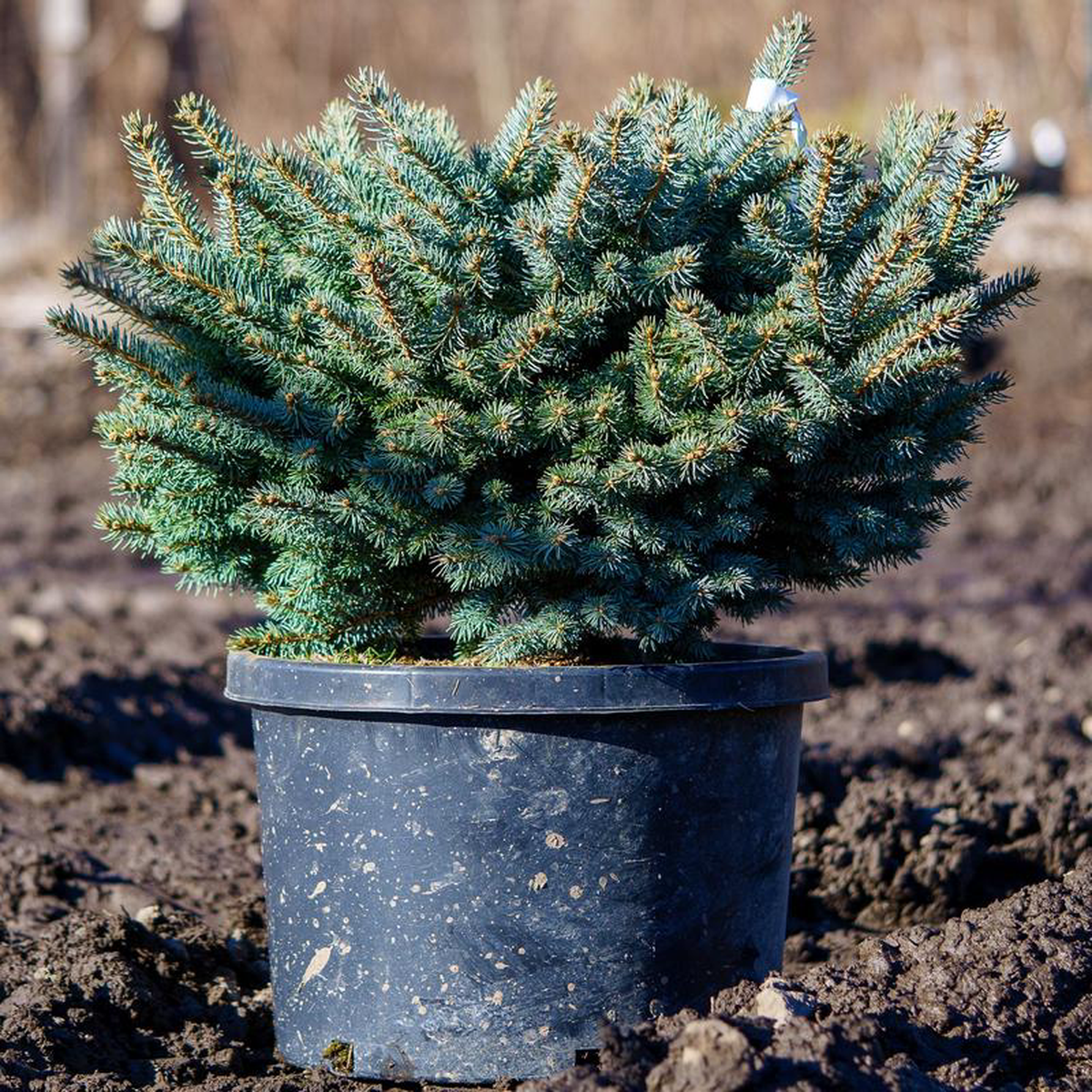Glauca Globosa Colorado Spruce 2 foot Container