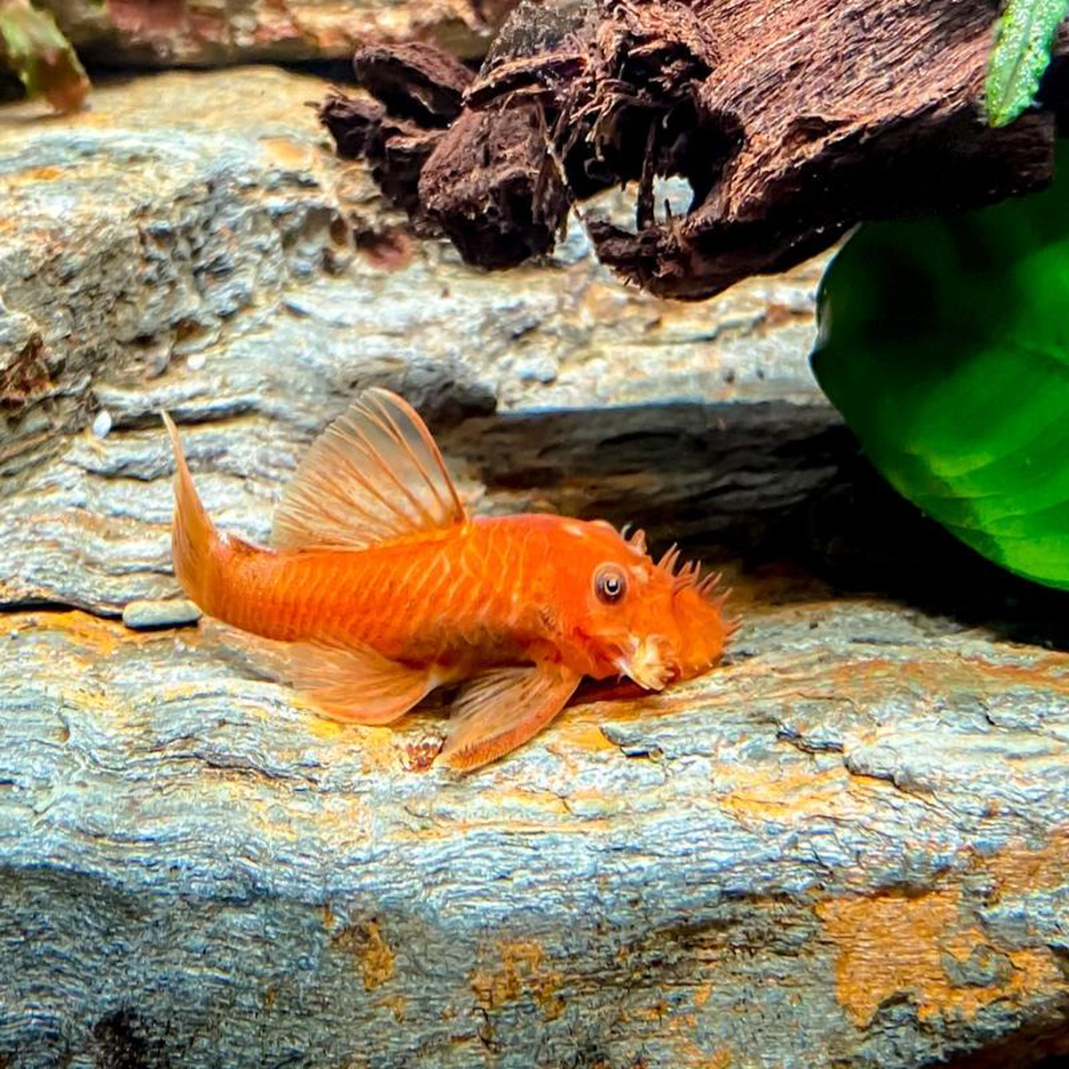 Super Red Bristlenose 8211 Special 5 for 125