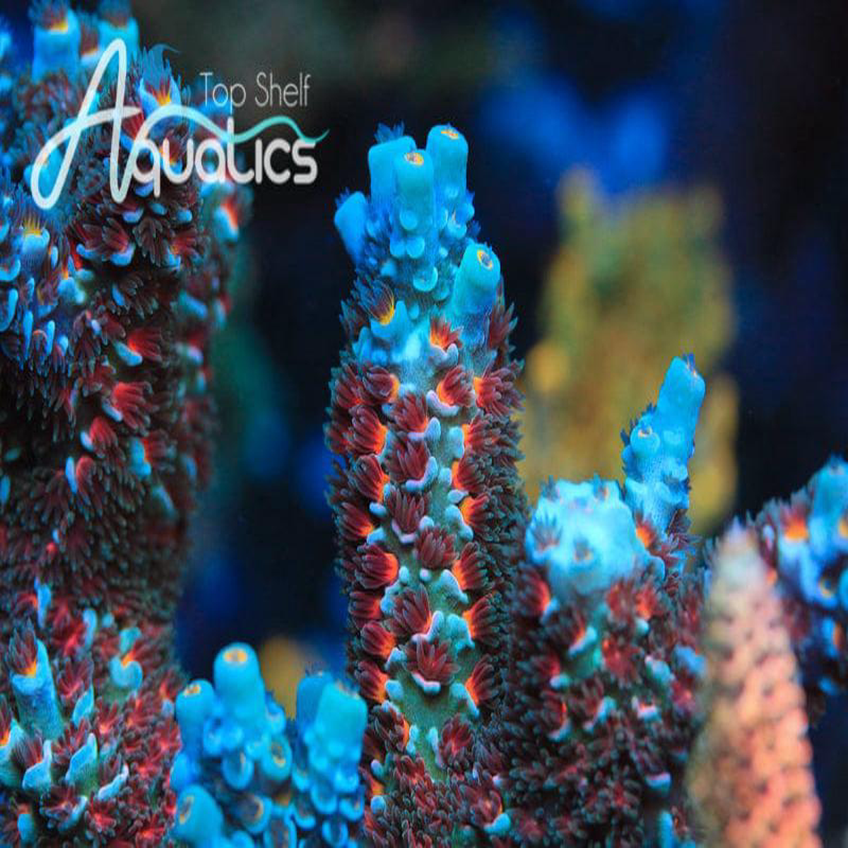 TSA Starscream Tenuis Acropora Coral