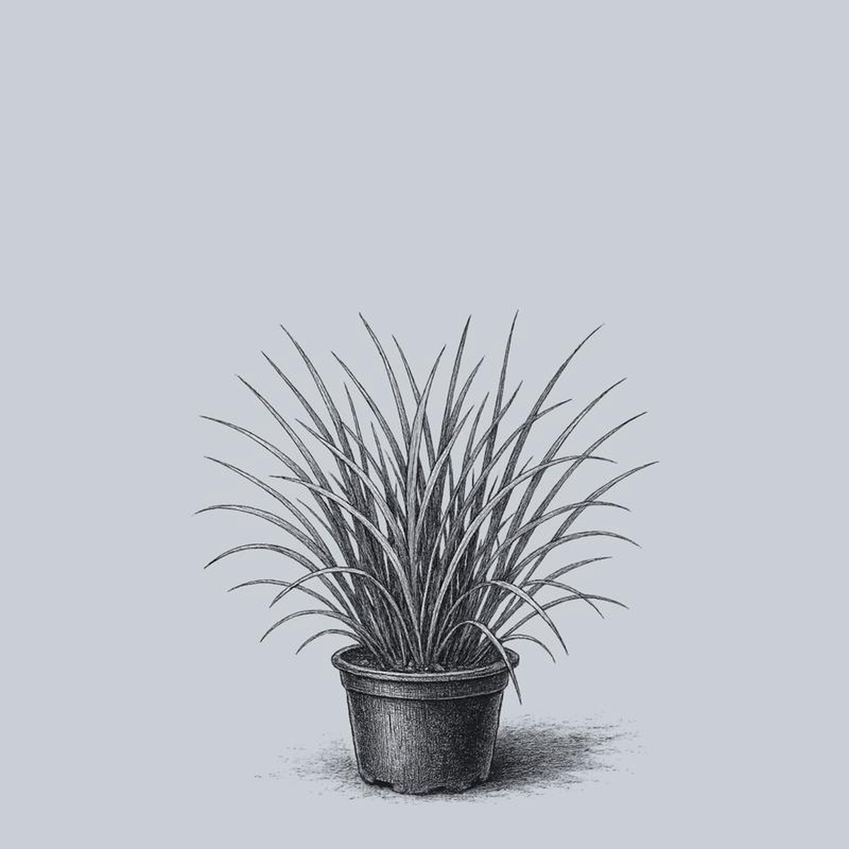Dwarf Golden Sweet Flag 1 Gallon
