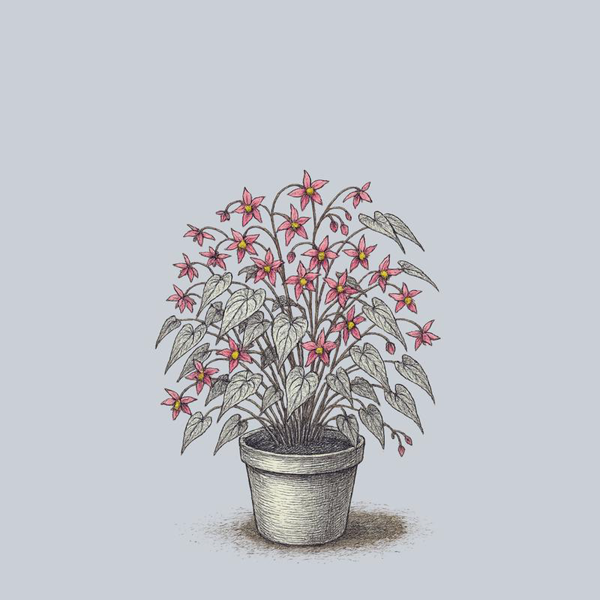 Galadriel Barrenwort 1 Gallon
