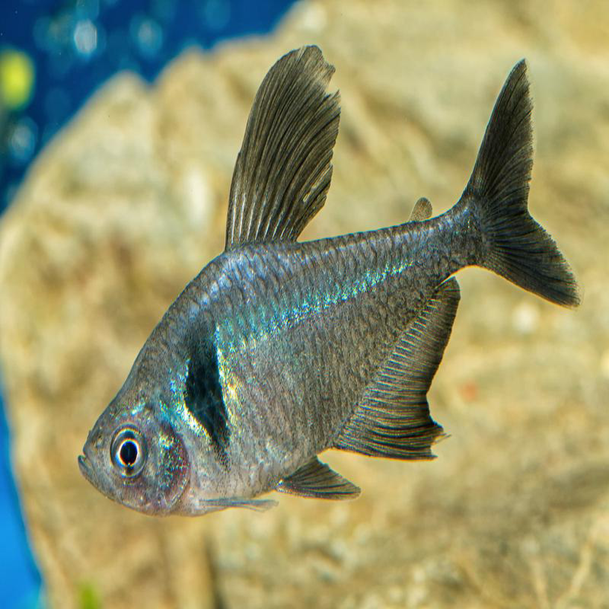 Phantom Tetra 8211 Black Special (6 for 25)