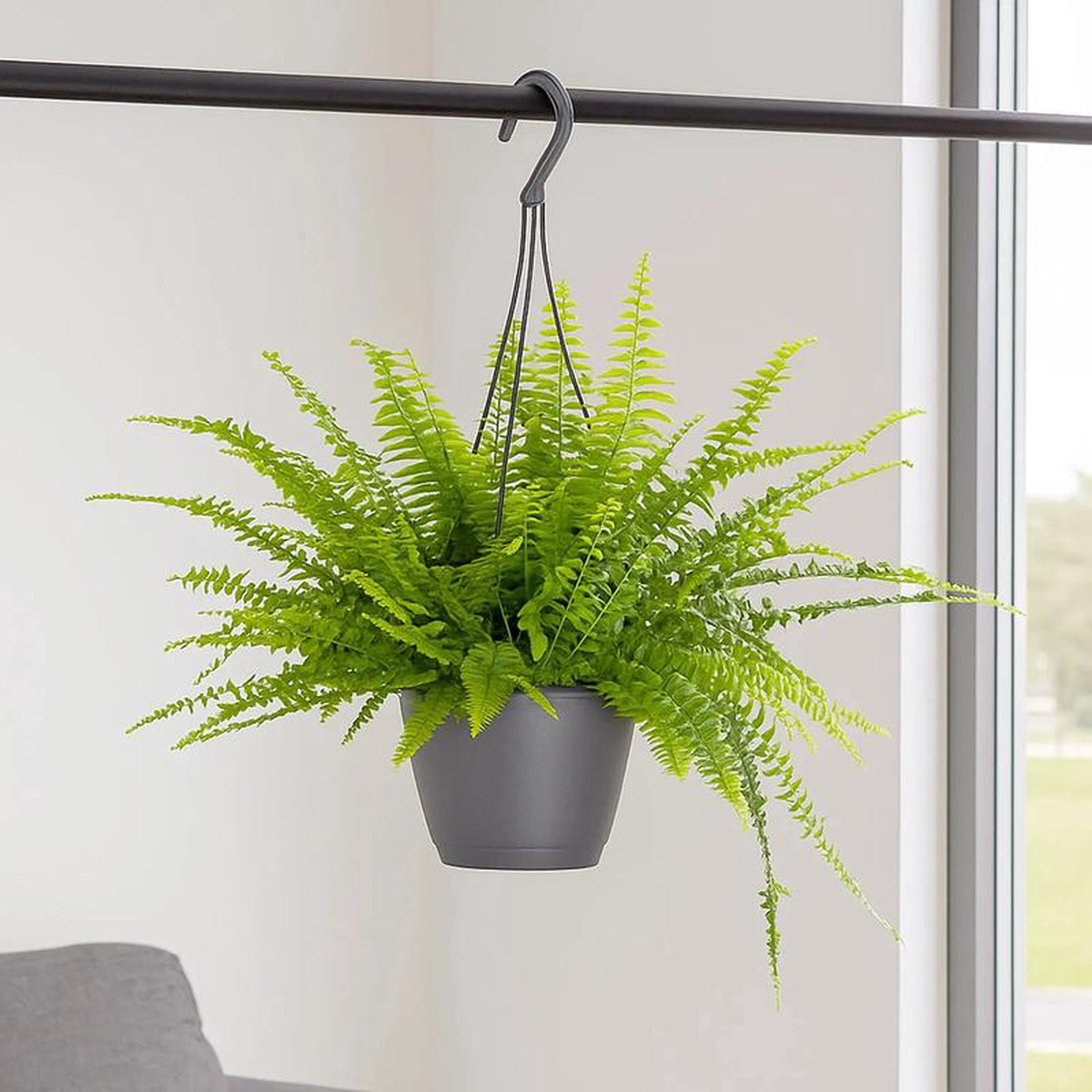 25 8211 35cm Nephrolepis Boston Fern 17cm Hanging Pot House Plant