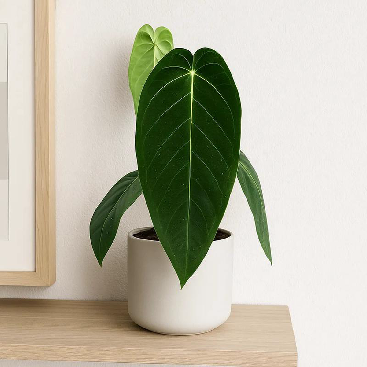 40 8211 50cm Anthurium Warocqueanum x Waterburyanum House Plant 14 cm Pot