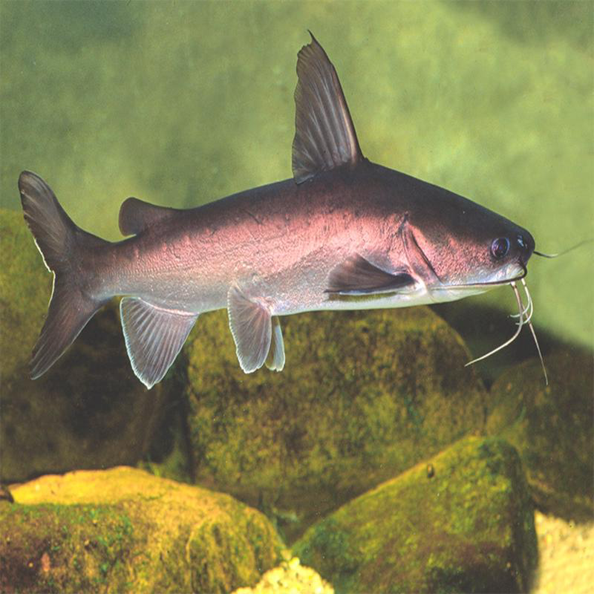 Catfish 8211 Salmon