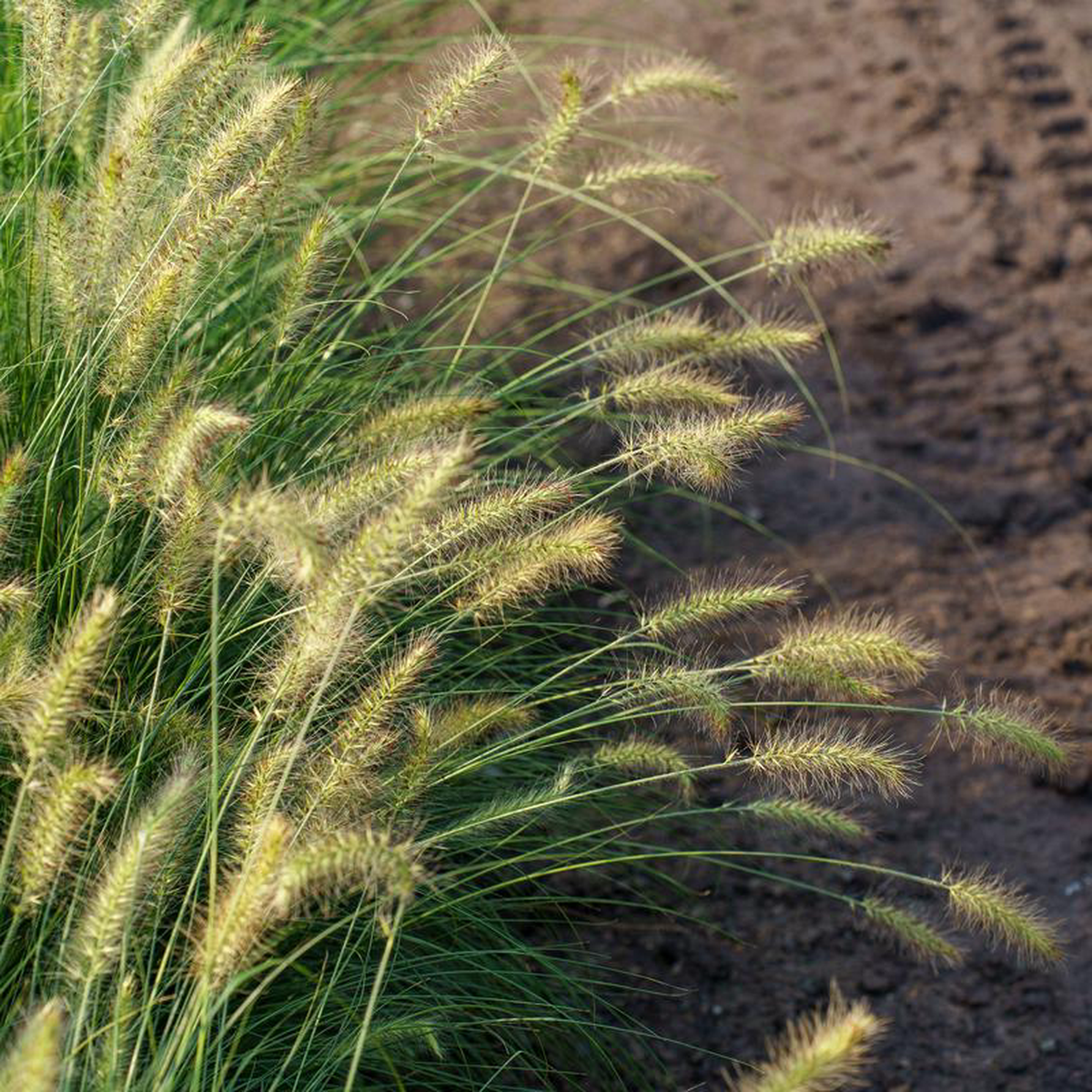 Hameln Fountain Grass 5 Gallon