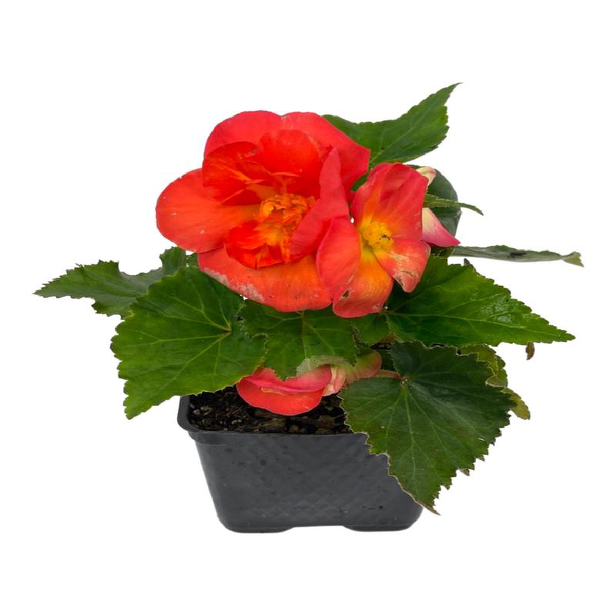 Begonia 8216Nonstop Sunset8217 4 Inch