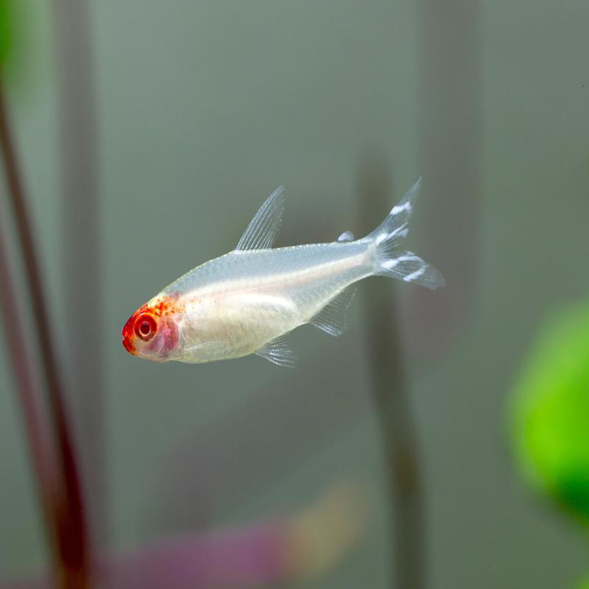 Rummynose Tetra 8211 Albino