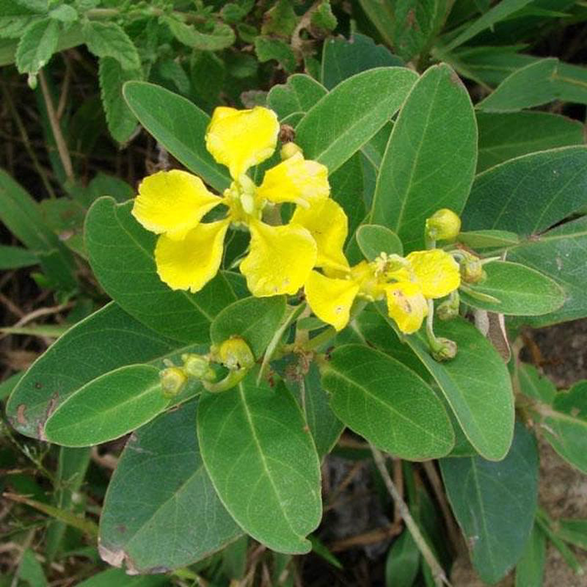 Amazonvine Stigmaphyllon 8211 Plant