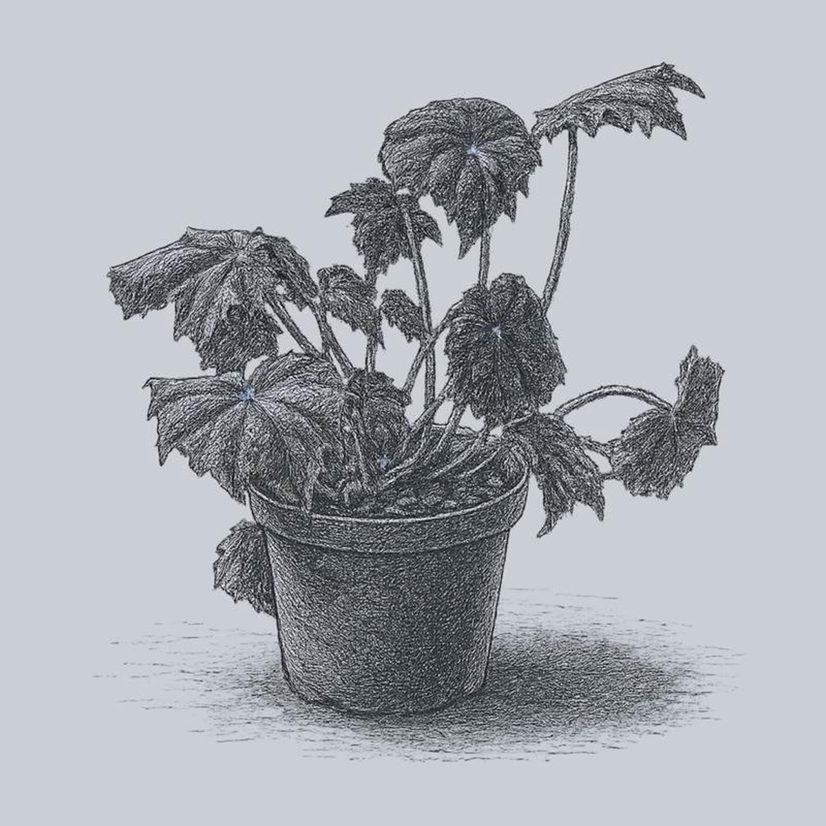 Black Velvet Begonia 6 inch Pot