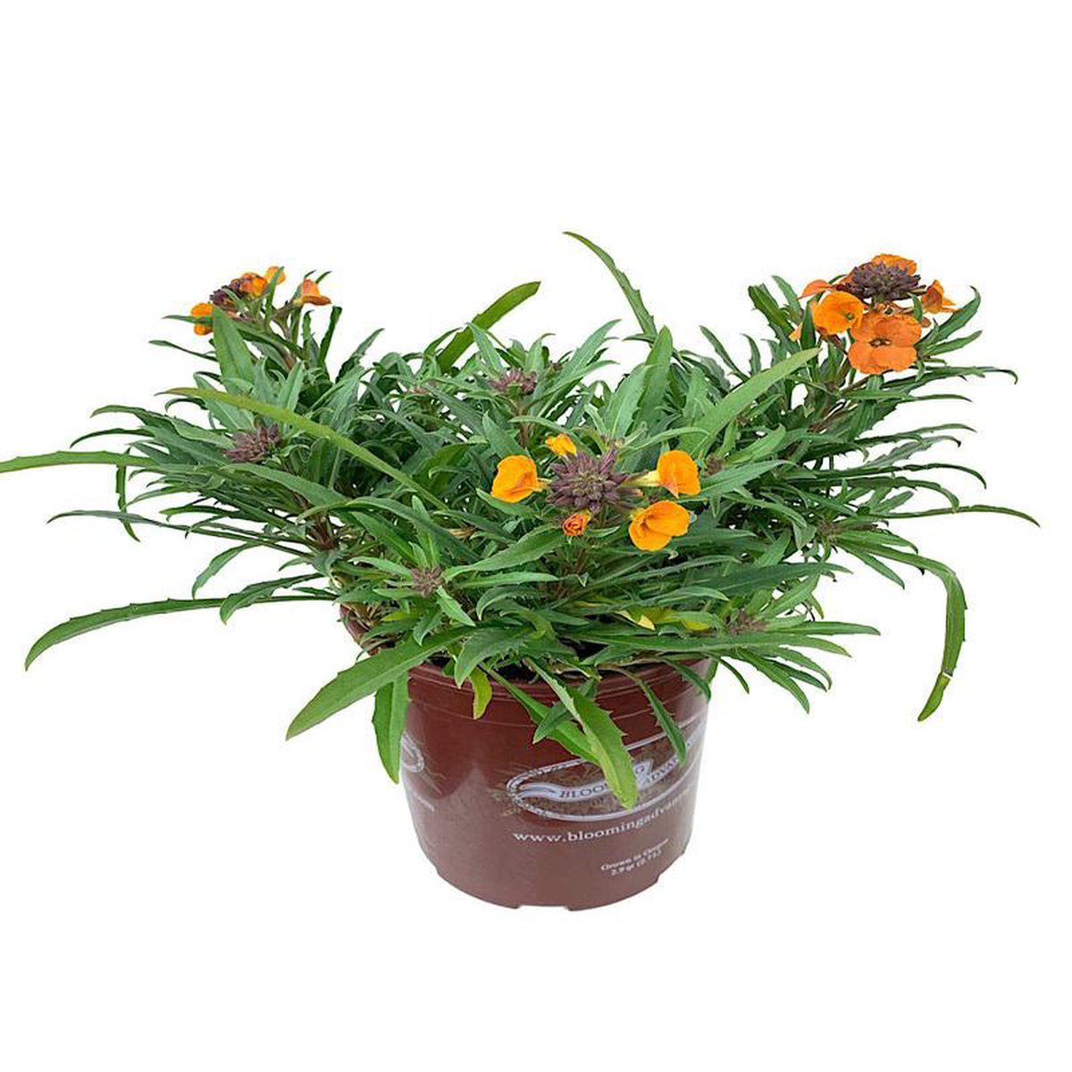 Erysimum 8216Apricot Twist8217 4 Inch