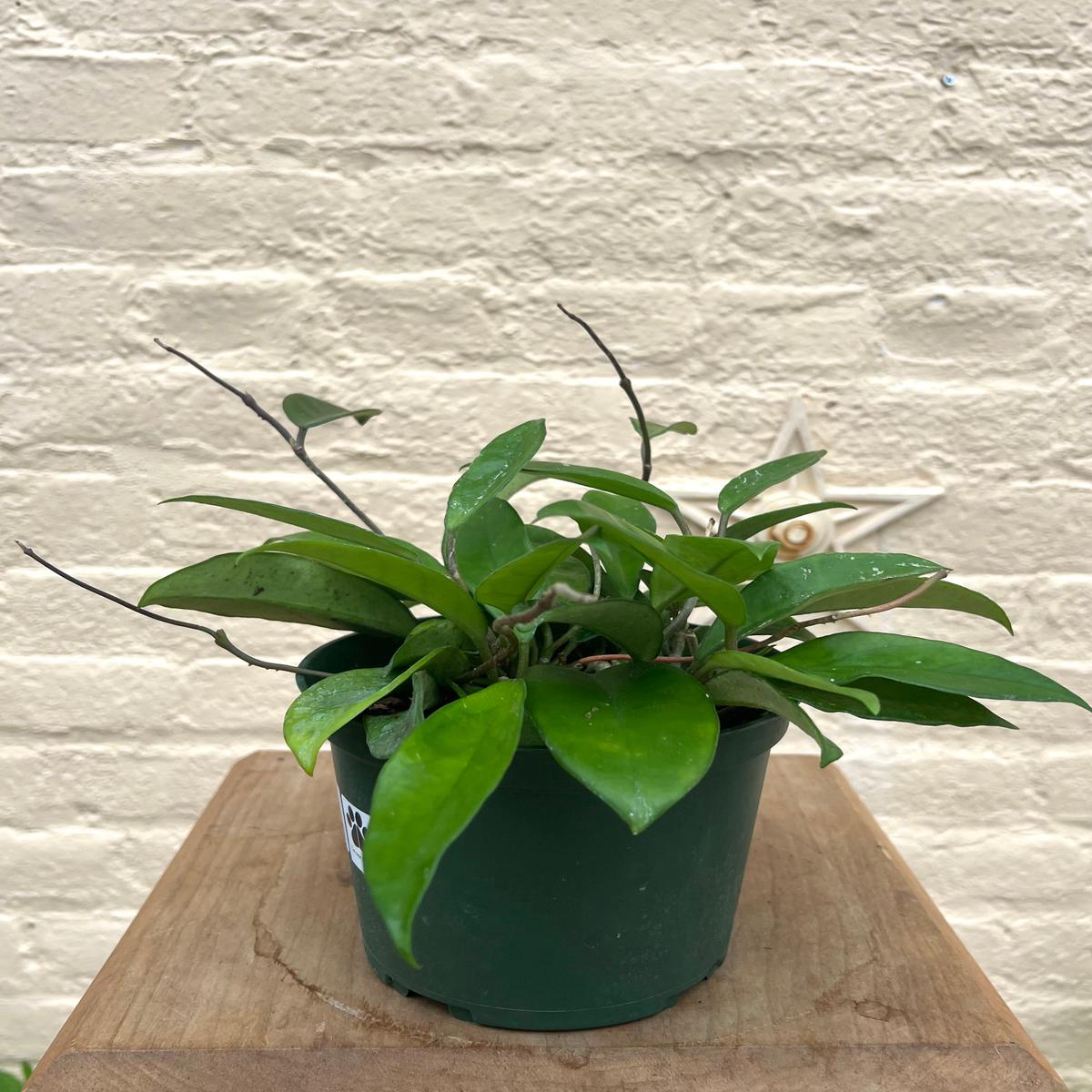 Hoya Jade Carnosa 8211 68221