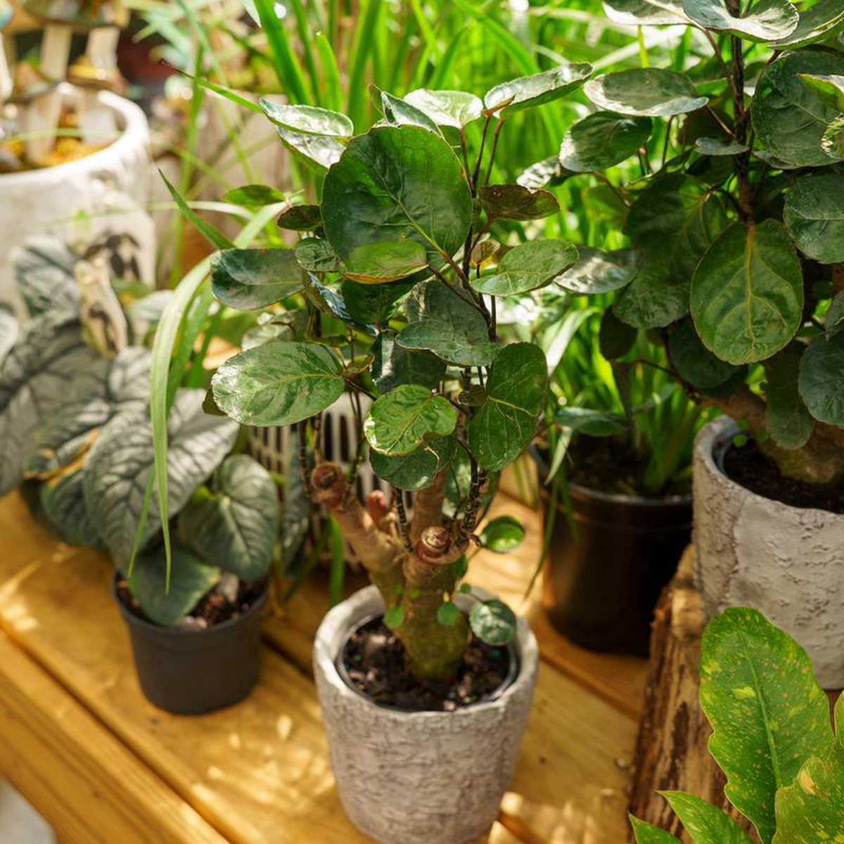 Ming Aralia 6 inch Pot