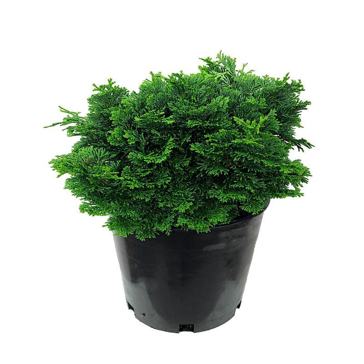 Chamaecyparis obtusa 8216Dainty Doll8217 1 Gallon