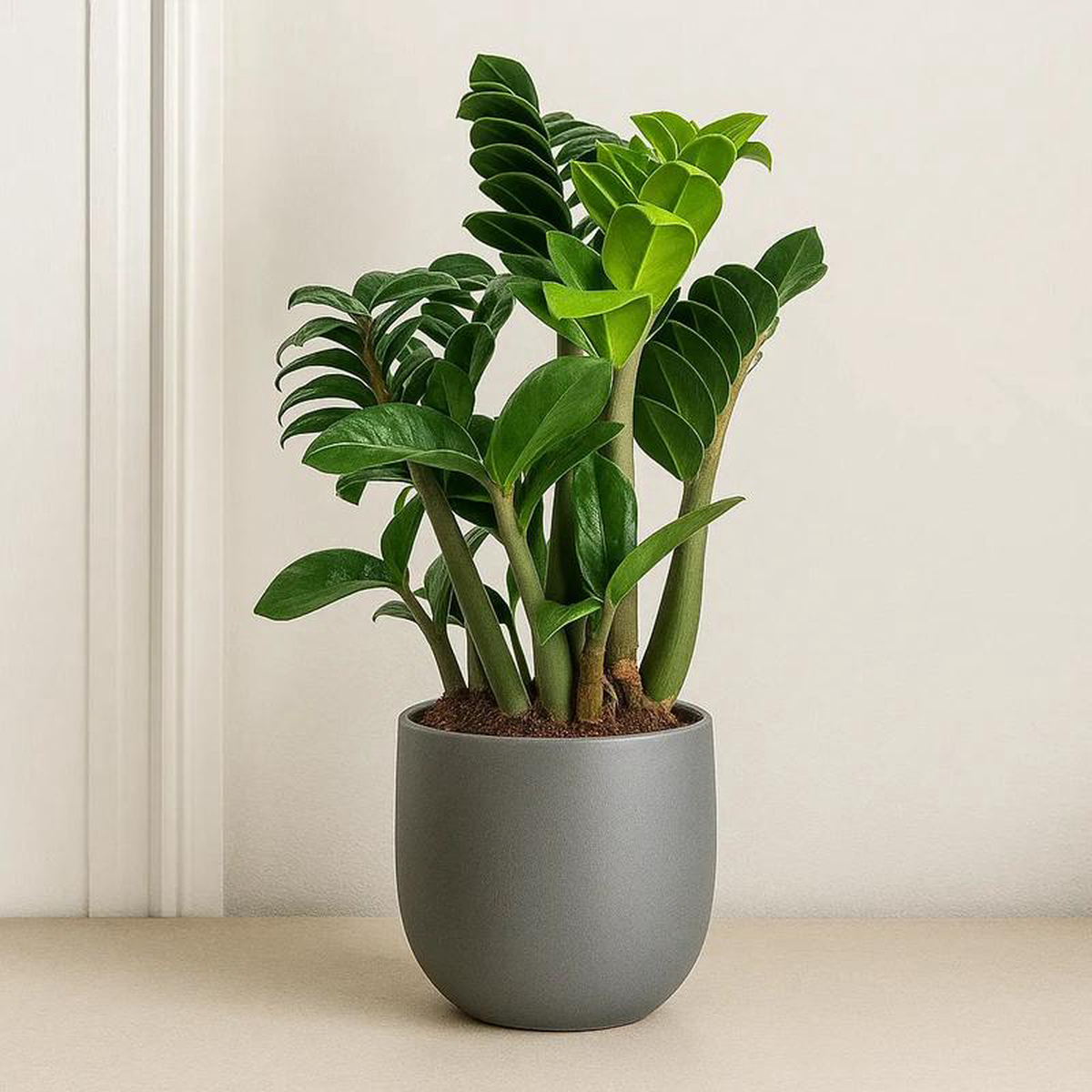 Zamioculcas Zenzi ZZ Plant House Plant 90 8211 100cm Pot 24cm