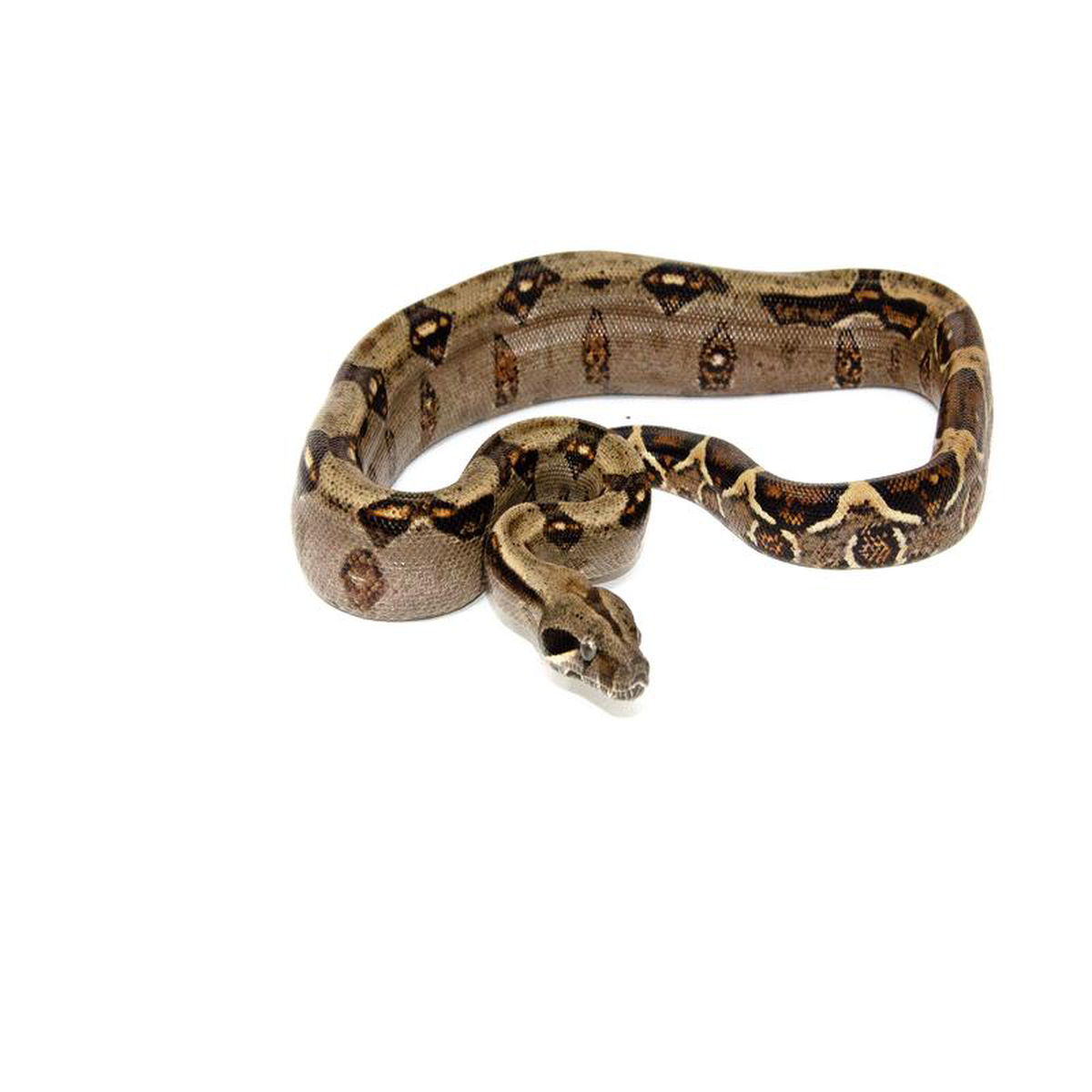 Costa Rican Boa (Boa constrictor imperator)