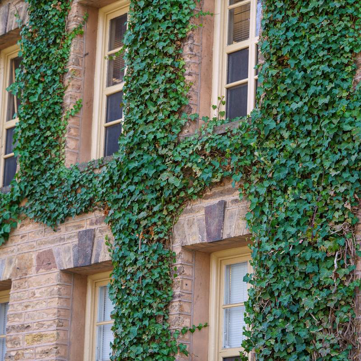 English Ivy 1 Gallon