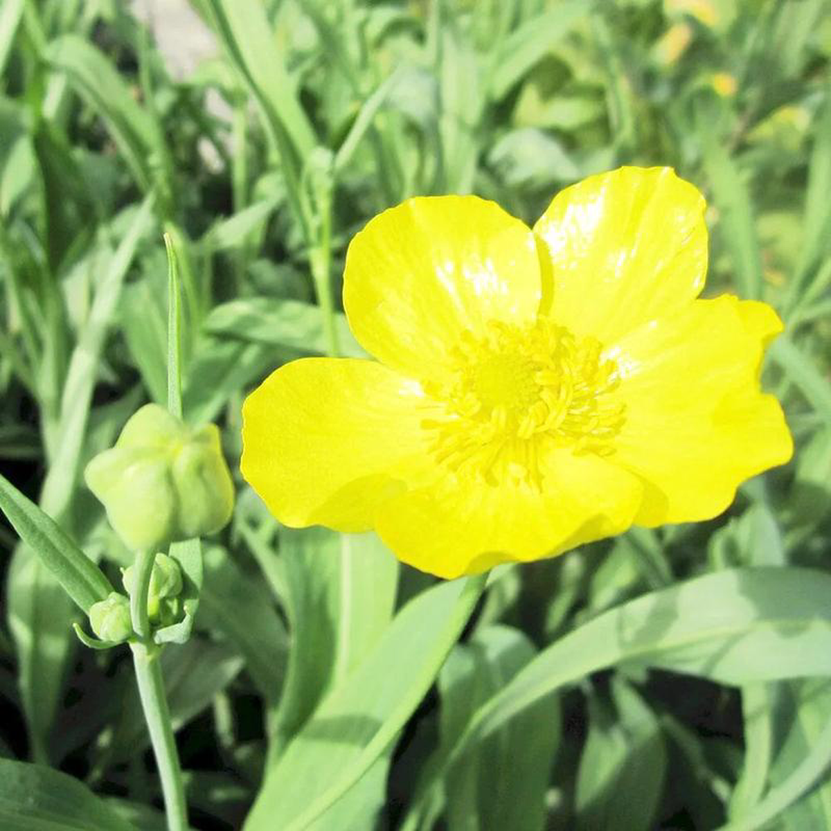 Ranunculus Lingua Grandiflorus Aquatic Pond Plant 8211 Greater Spearwort 3ltr Pot Size