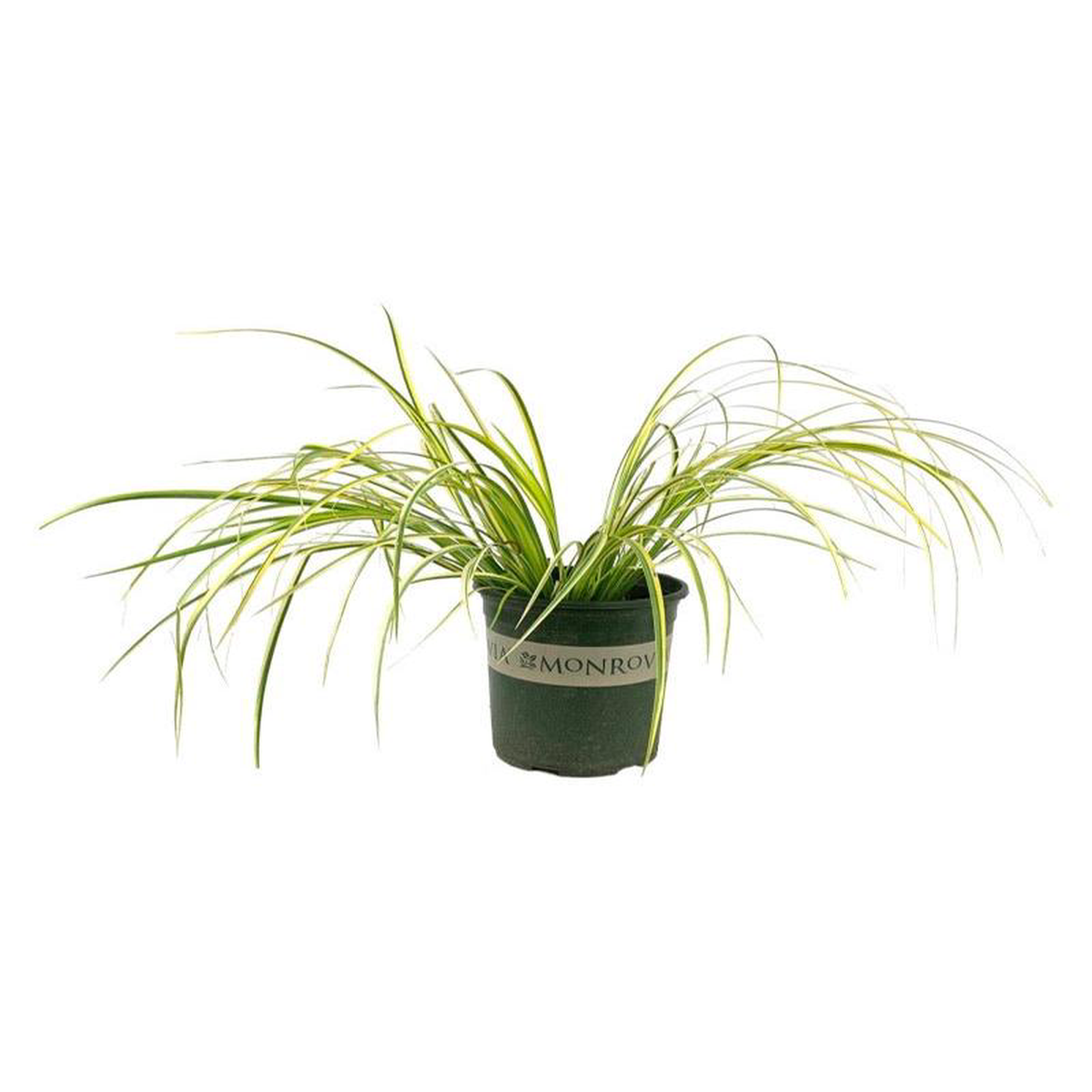 Acorus gramineus 8216Ogon8217 4 Inch