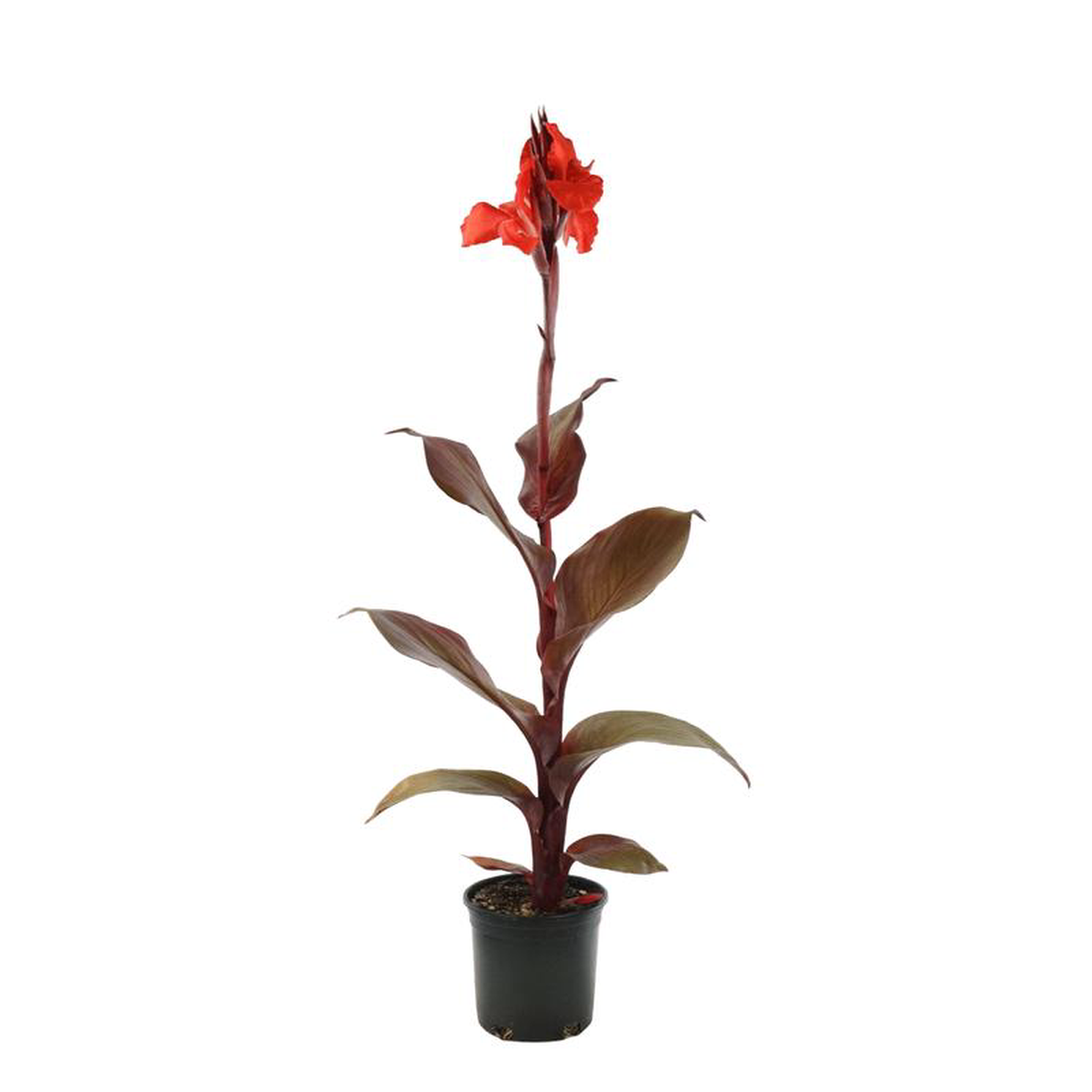Canna 8216Red Velvet8217 1 Gallon