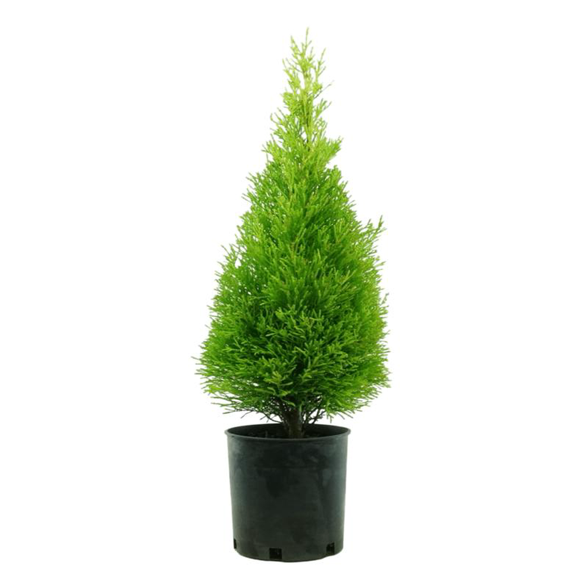 Cupressus macrocarpa 8216Wilma Goldcrest8217 10 Gallon