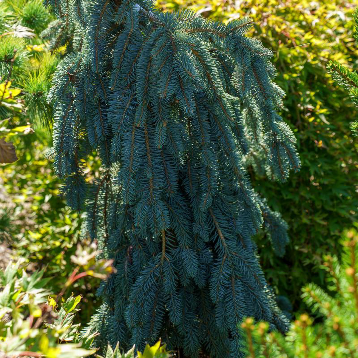 Glauca Slenderina Colorado Spruce 35 Gallon