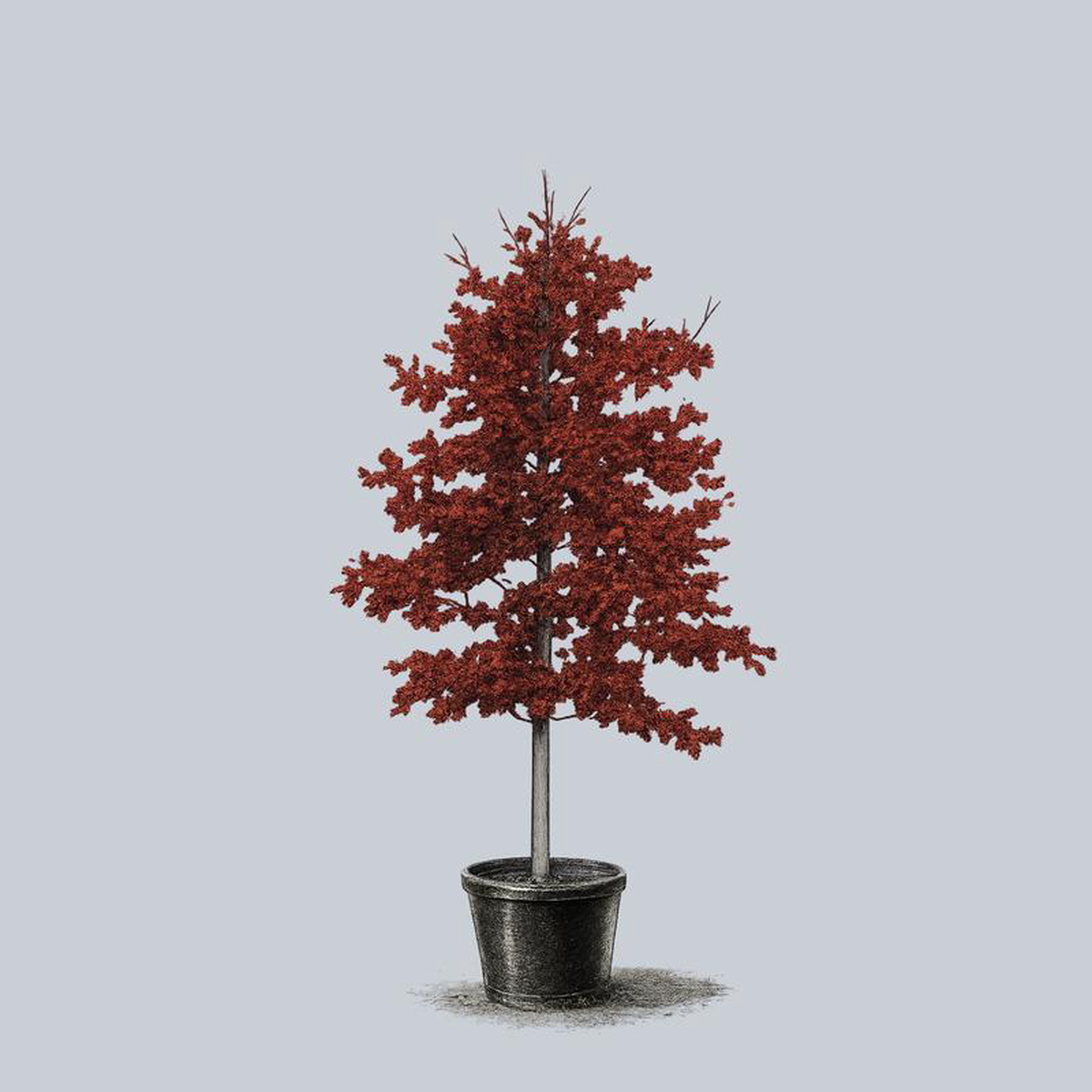 Scarlet Oak 3 inch B038B